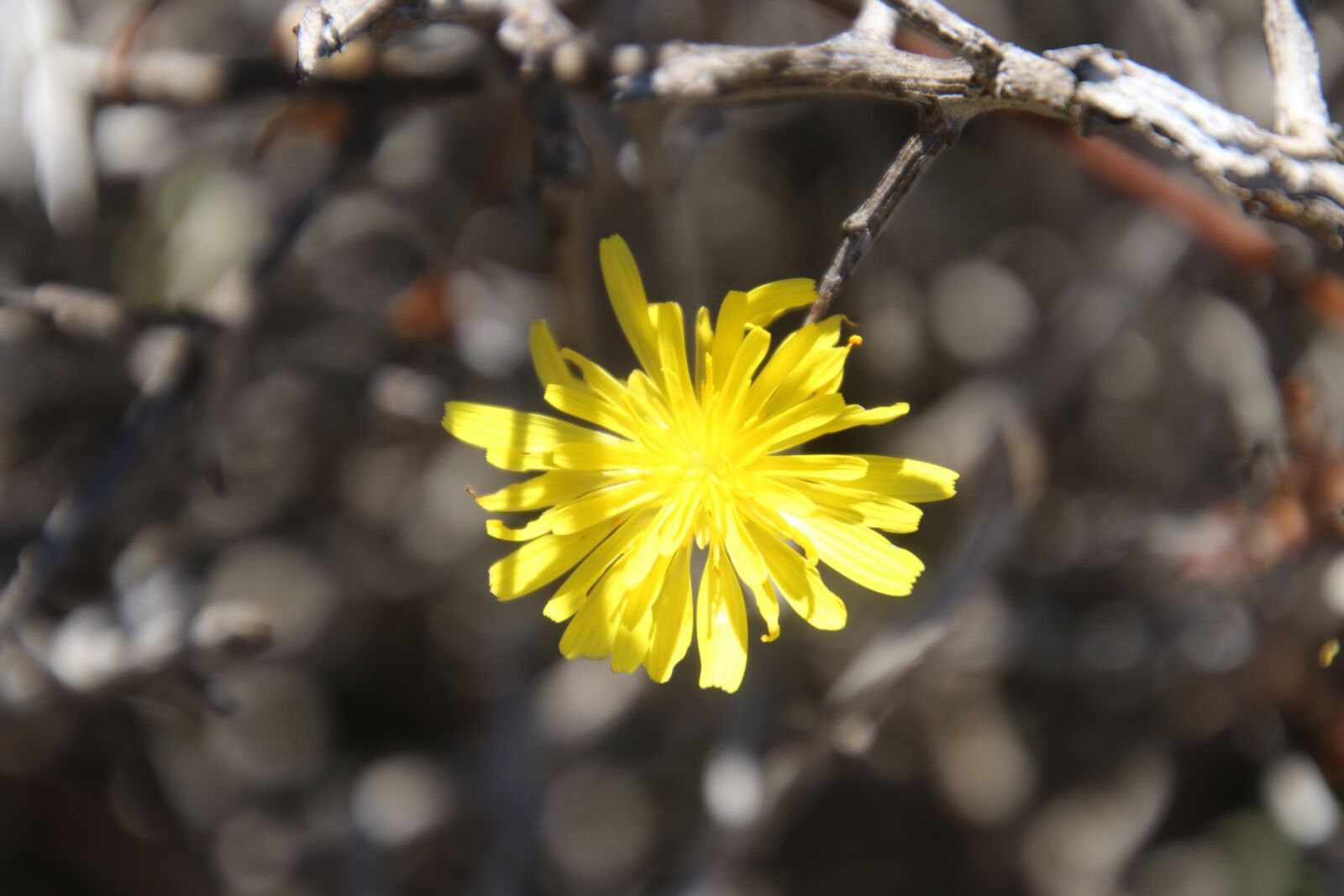 Canon EOS 70D sample photo. Bleed, yellow, flower photography