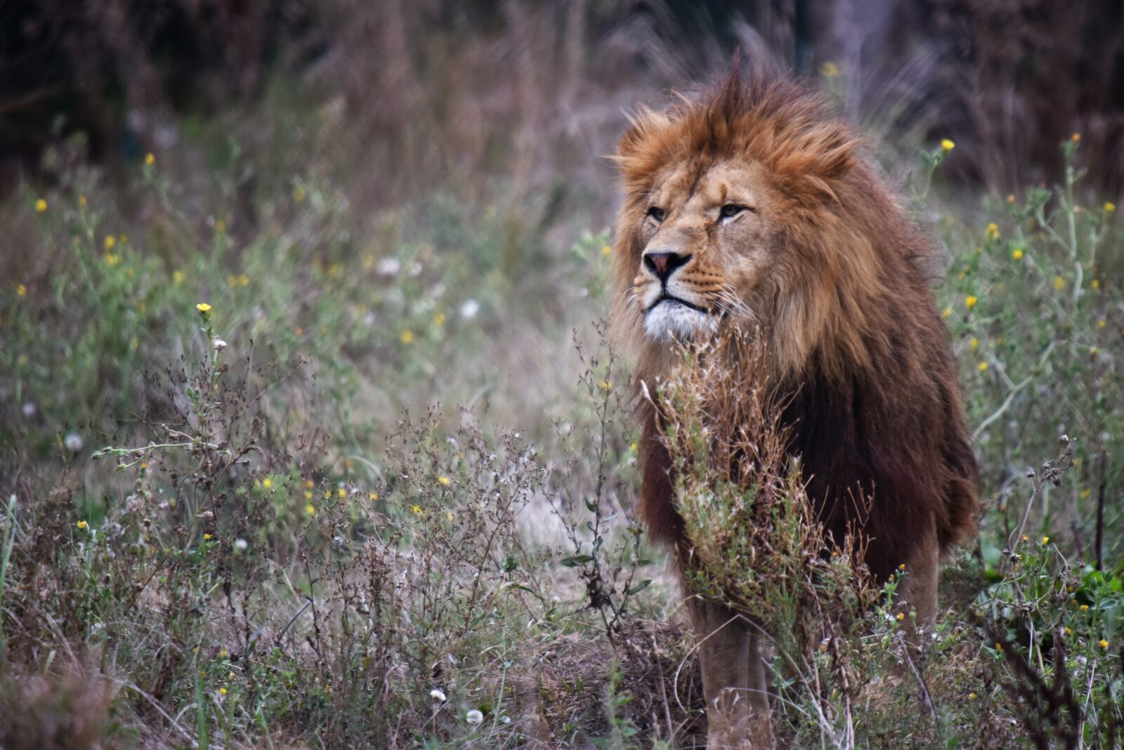 Nikon D810 sample photo. Lion, tawny, majestic photography