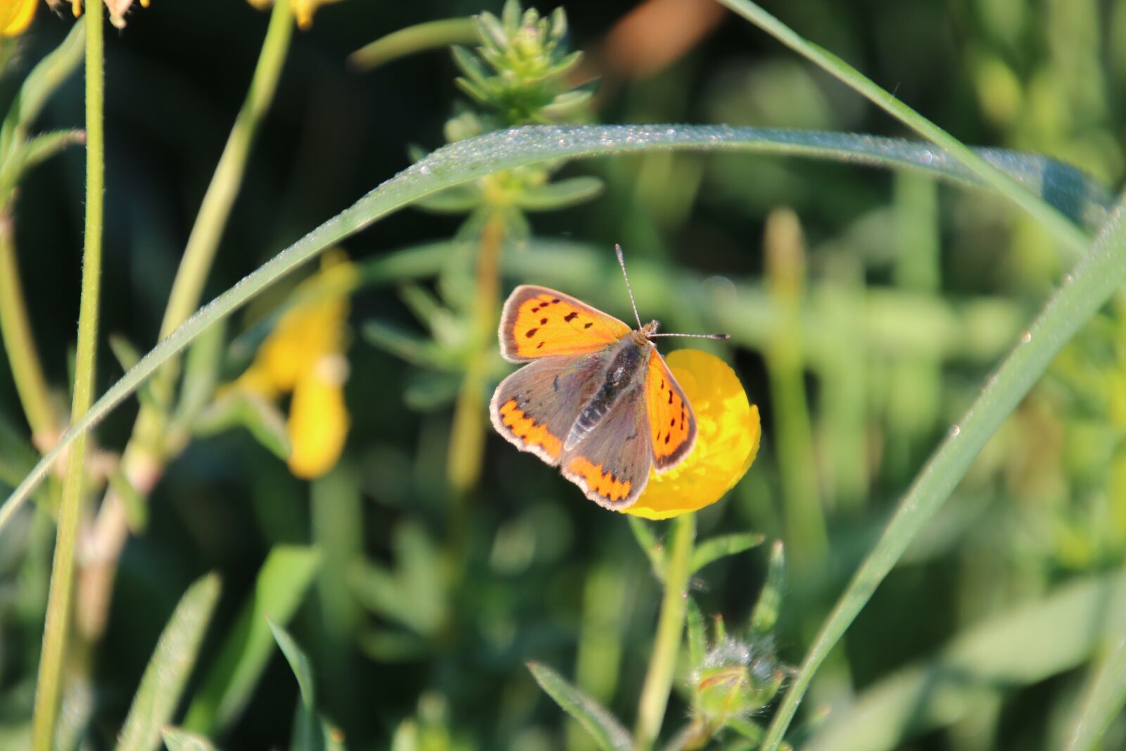 Canon EOS 760D (EOS Rebel T6s / EOS 8000D) sample photo. Butterfly, nature, meadow photography