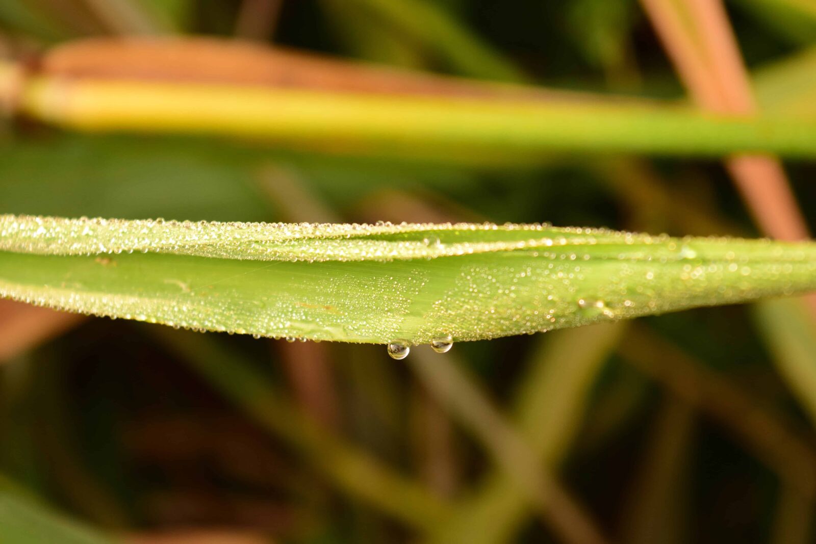 Nikon D3300 sample photo. Raindrop, macro, leaf, nature photography