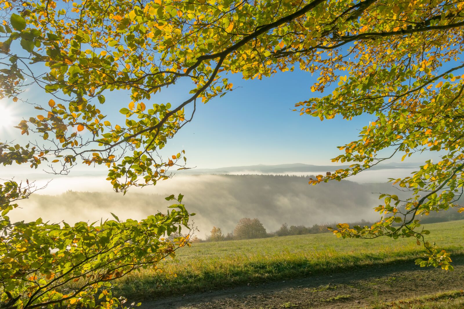 Nikon D5300 sample photo. Leaves, fog, nature photography