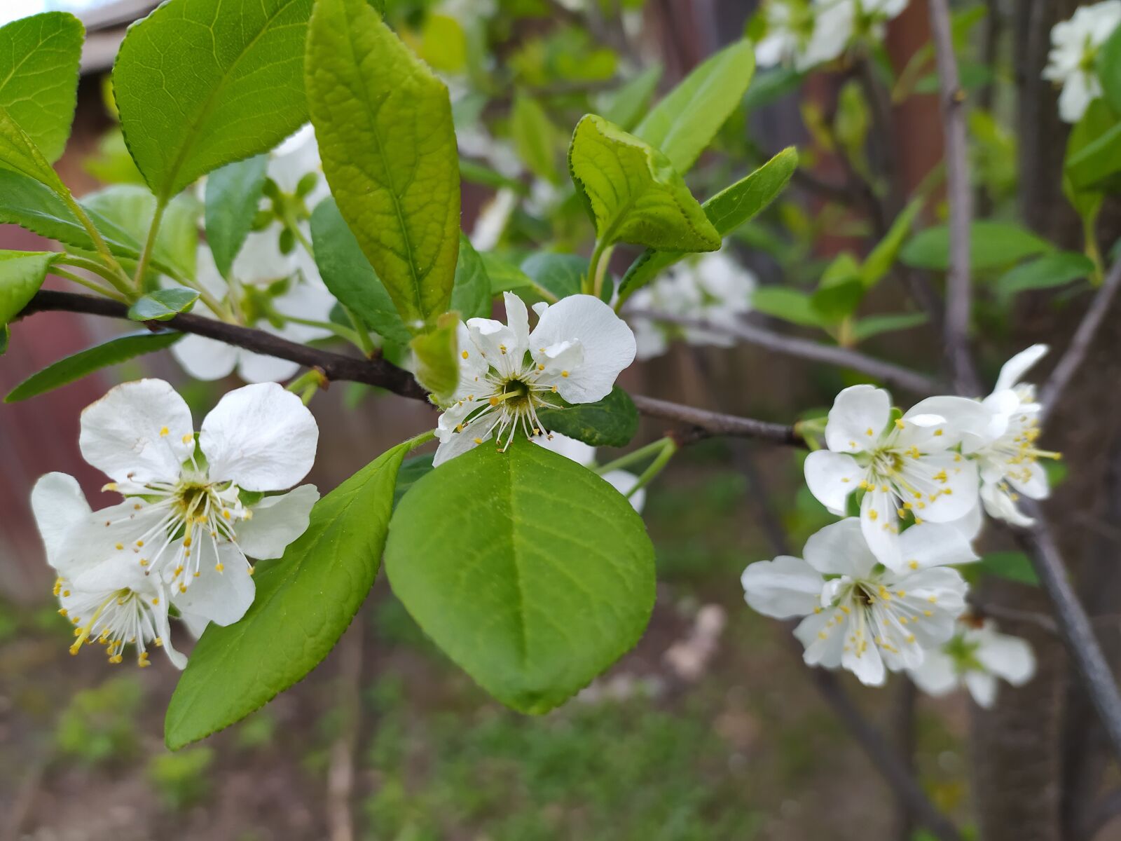 Xiaomi Redmi Note 8T sample photo. Spring, tree, blooming photography