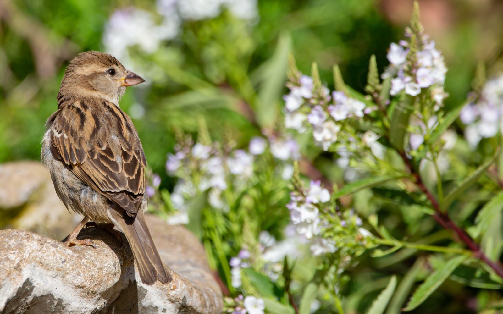 150-600mm F5-6.3 DG OS HSM | Contemporary 015 sample photo. Sparrow, garden bird, cute photography