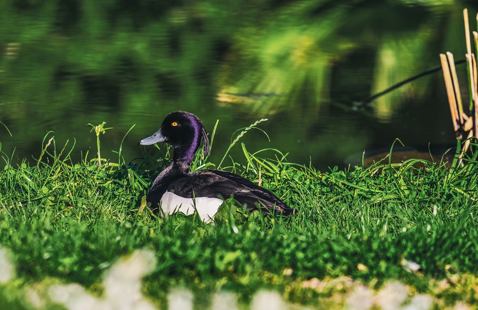 Fujifilm XF 55-200mm F3.5-4.8 R LM OIS sample photo. Row pension, water bird photography
