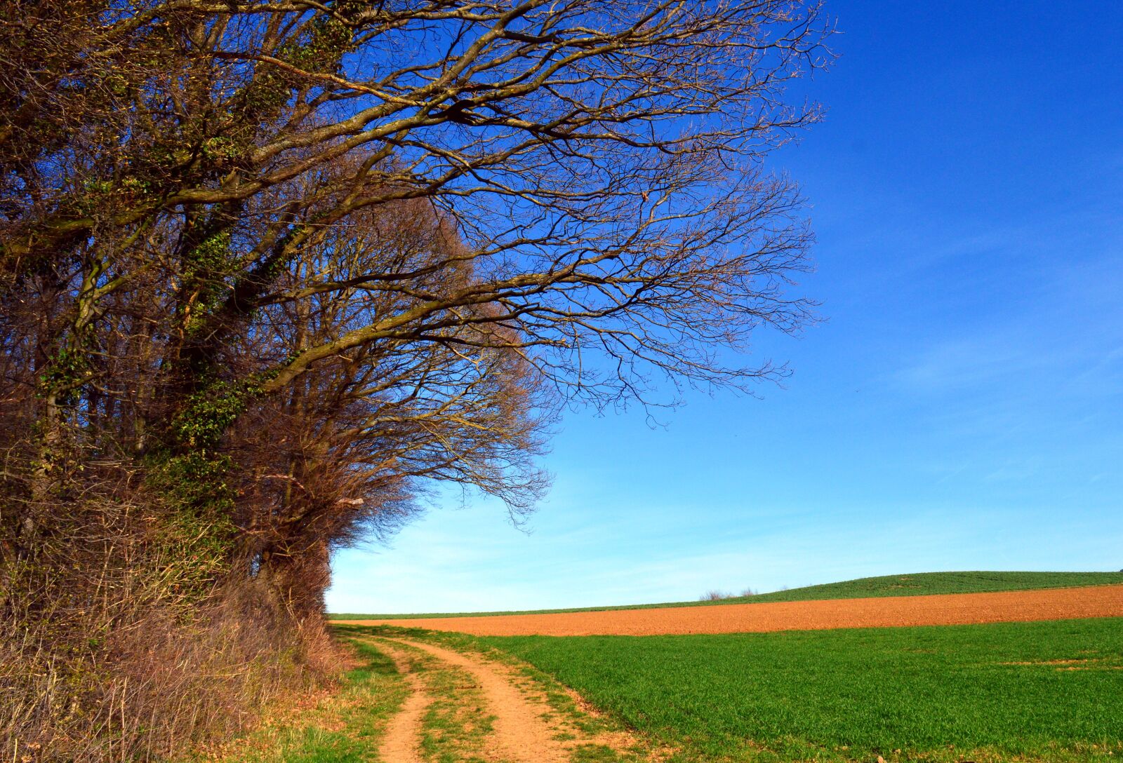 Nikon D3200 sample photo. Trees, landscape, spring photography