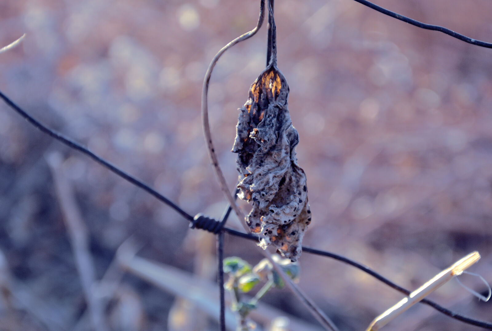 Nikon D3200 sample photo. Dried, flower, macro, nature photography