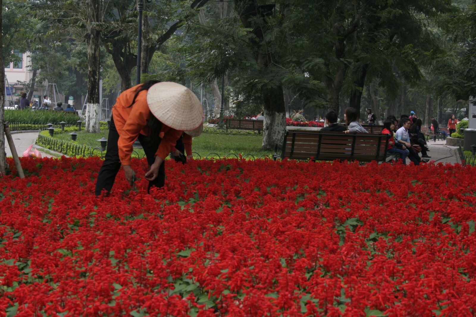 Canon EOS 350D (EOS Digital Rebel XT / EOS Kiss Digital N) sample photo. Vietnam, flower bed, asian photography