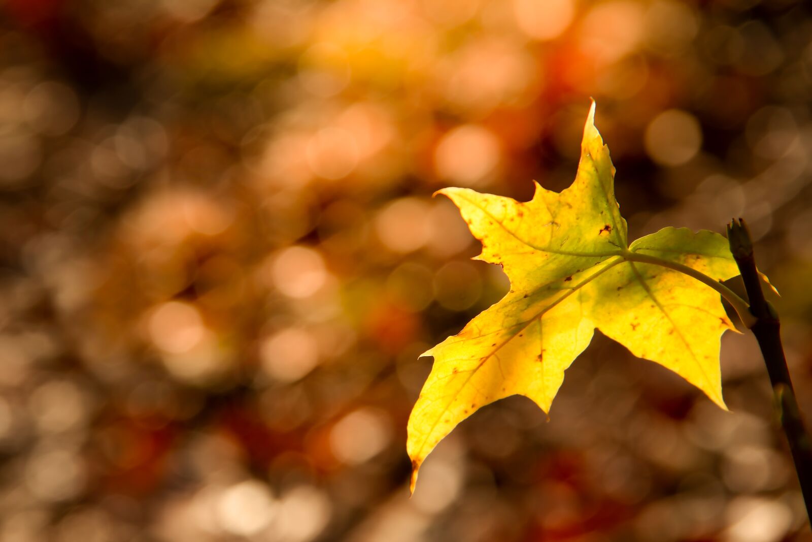 Canon EOS 7D sample photo. Leaf, forest, sunlight photography