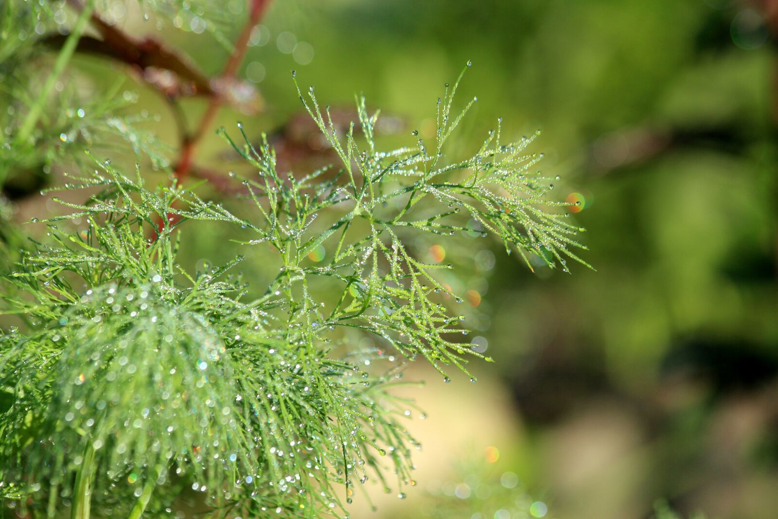 Canon EOS 650D (EOS Rebel T4i / EOS Kiss X6i) sample photo. Dill, plant, spice photography