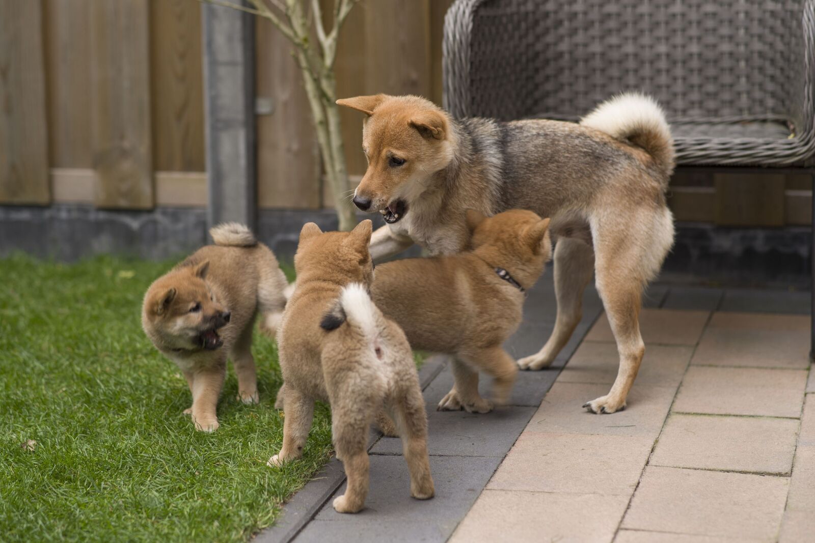 A Series Lens sample photo. Shiba, puppies, dogs photography
