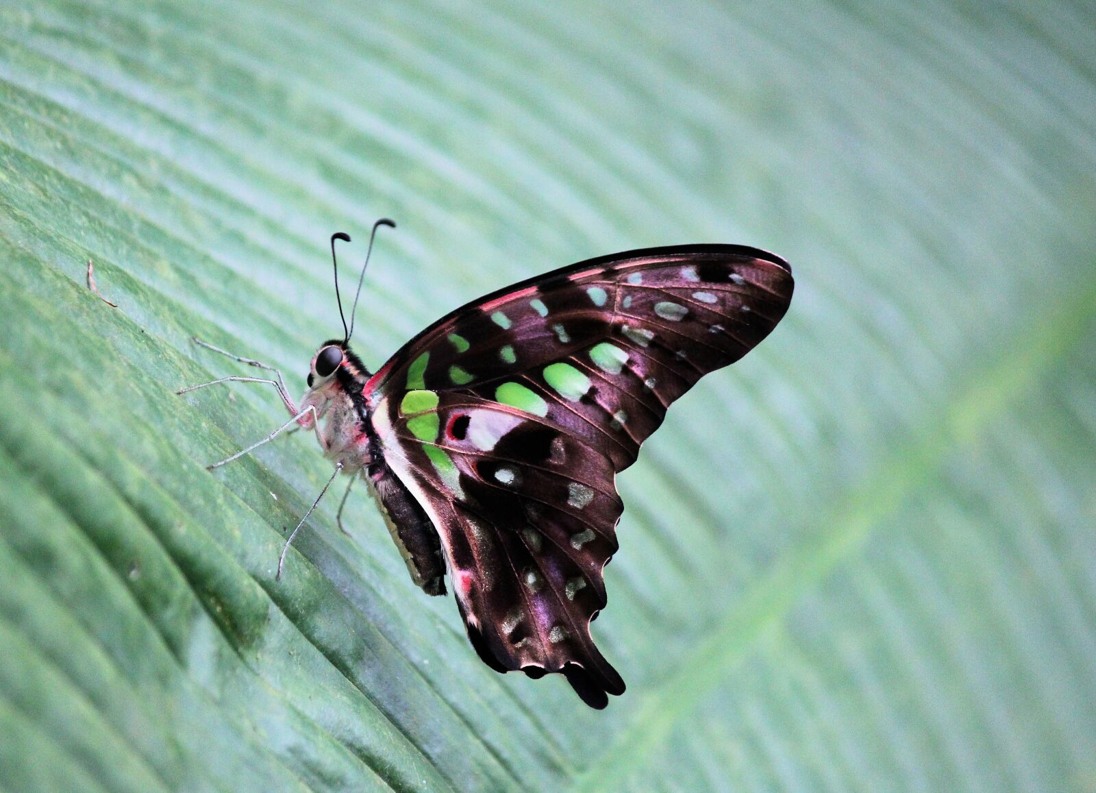 Canon EOS 550D (EOS Rebel T2i / EOS Kiss X4) sample photo. Butterfly, tropical, the exotic photography