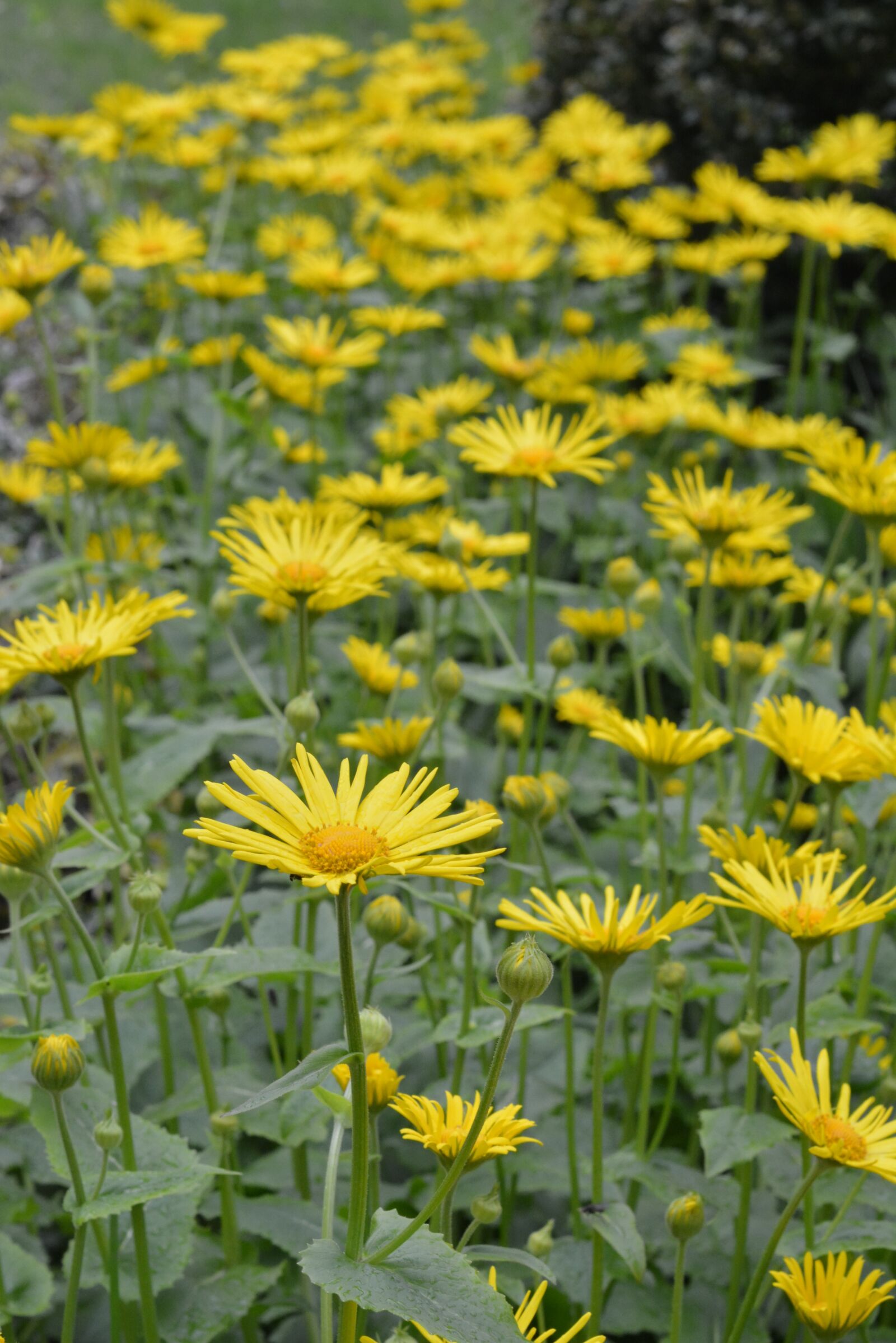 Nikon D5200 sample photo. Doronikum caucasian, yellow, flowers photography