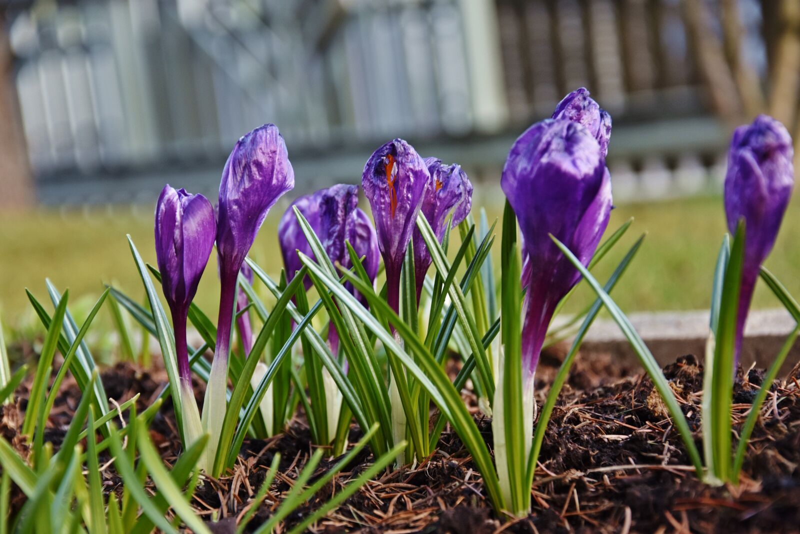 Nikon D3400 sample photo. Flower, nature, plant photography