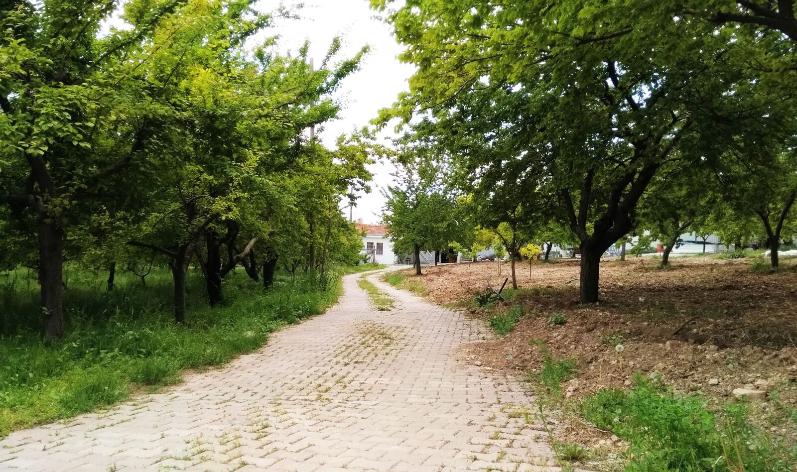 General Mobile GM 5 Plus sample photo