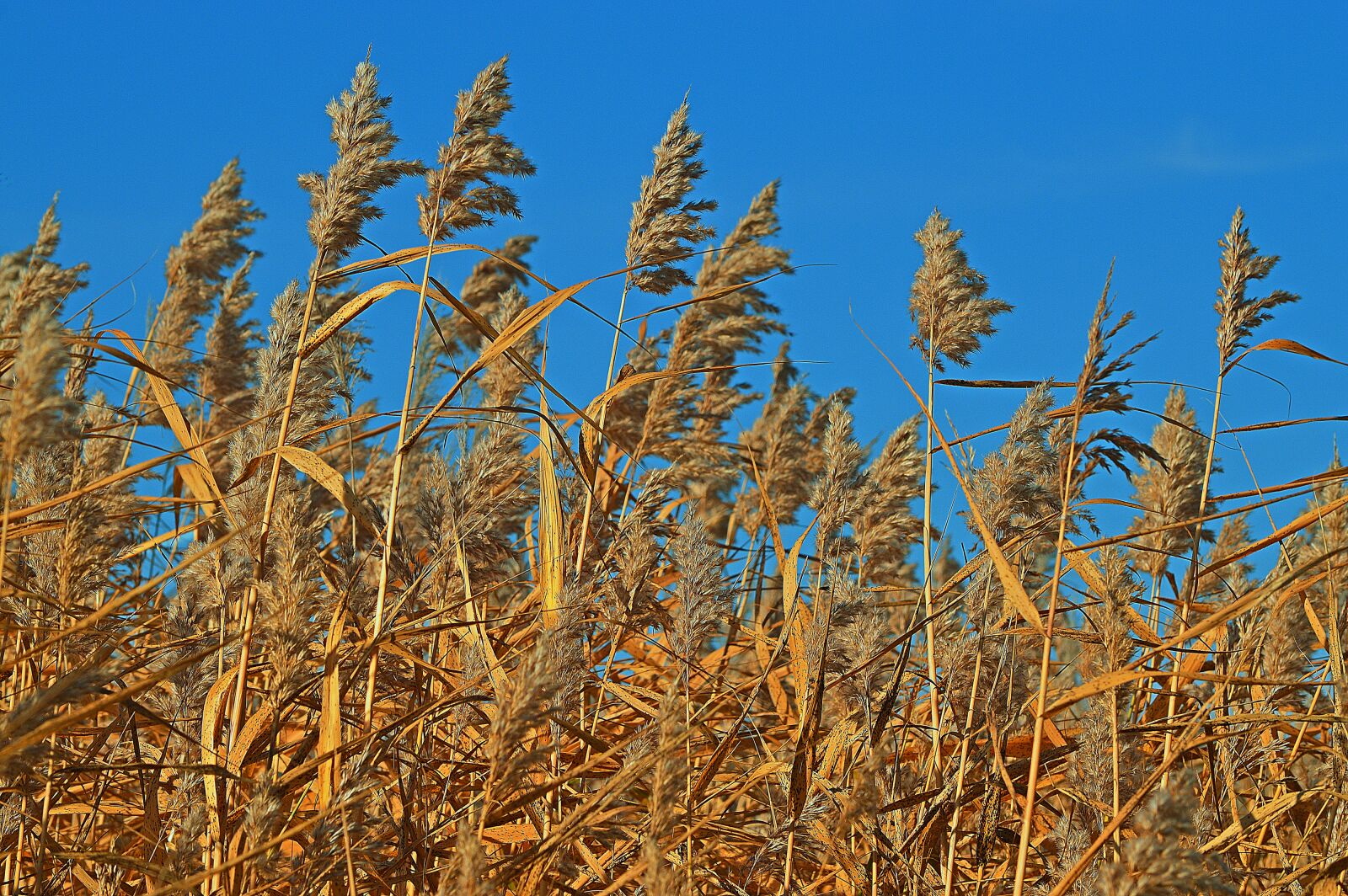 Nikon D3200 sample photo. Grass, prairie, sky photography