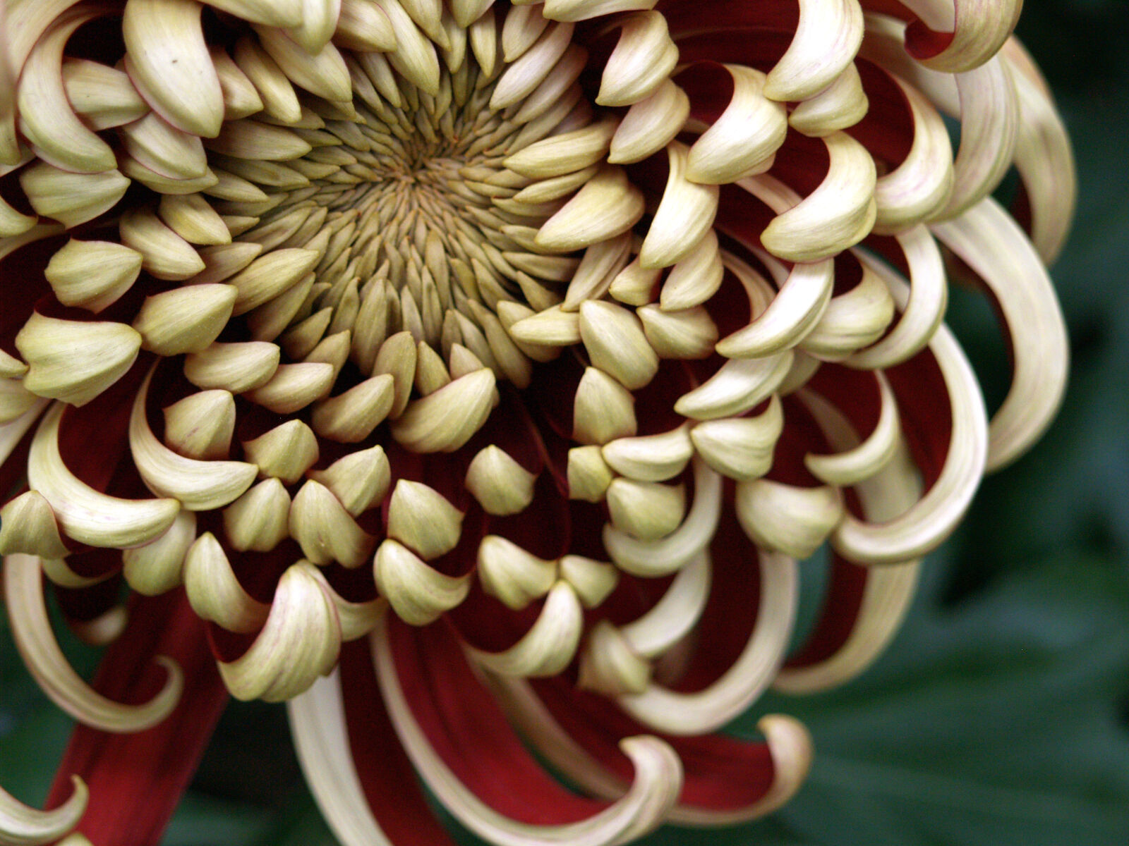 Olympus E-500 (EVOLT E-500) sample photo. Chrysanthemum, flowers photography
