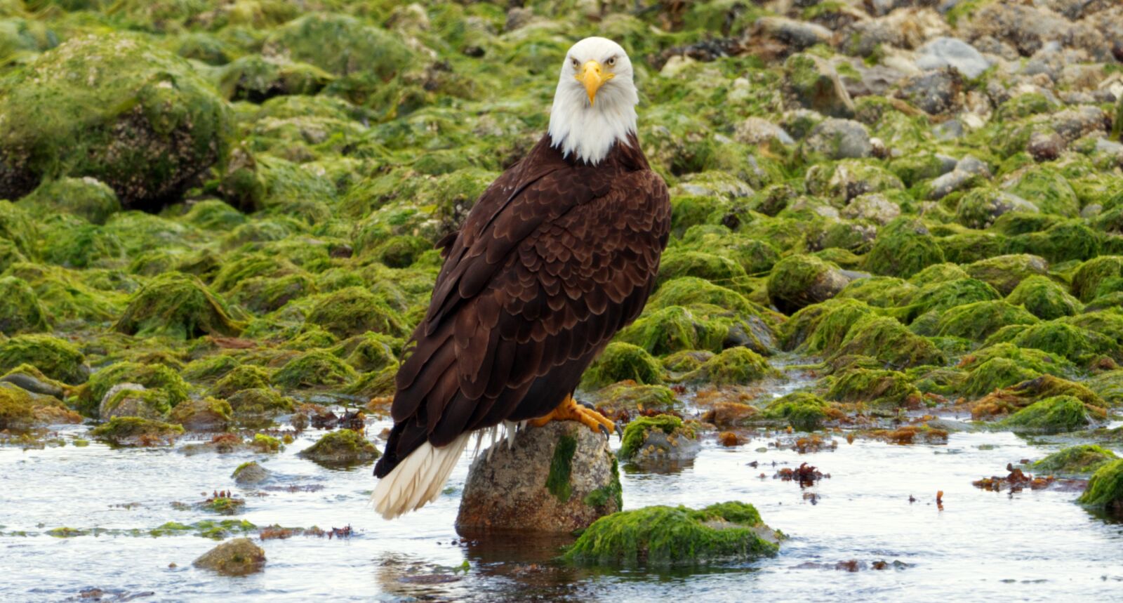 Nikon D5600 sample photo. Bald eagle, canada, eagle photography