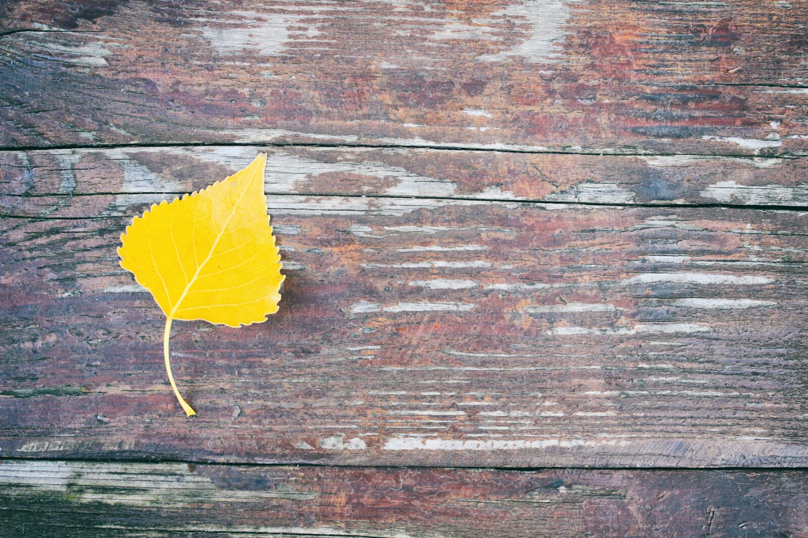 Canon EOS 600D (Rebel EOS T3i / EOS Kiss X5) sample photo. Letter, leaf, autumn photography