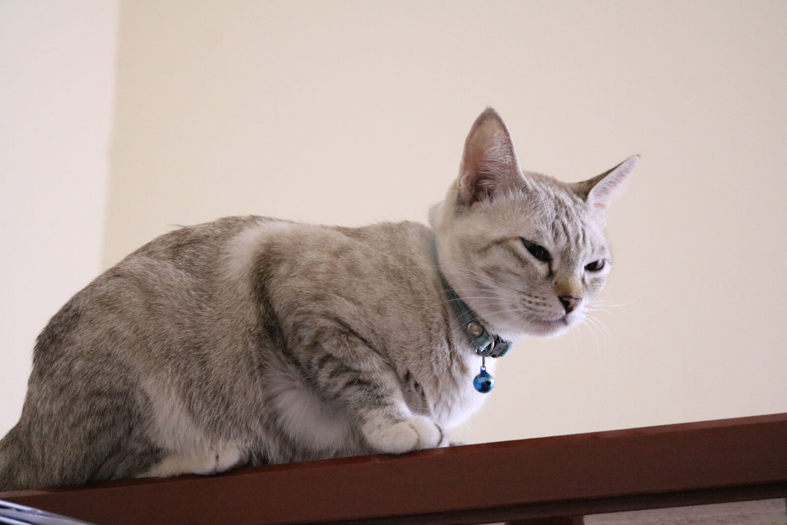 Canon EOS 750D (EOS Rebel T6i / EOS Kiss X8i) + Canon EF-S 18-55mm F3.5-5.6 IS STM sample photo. Cat photography