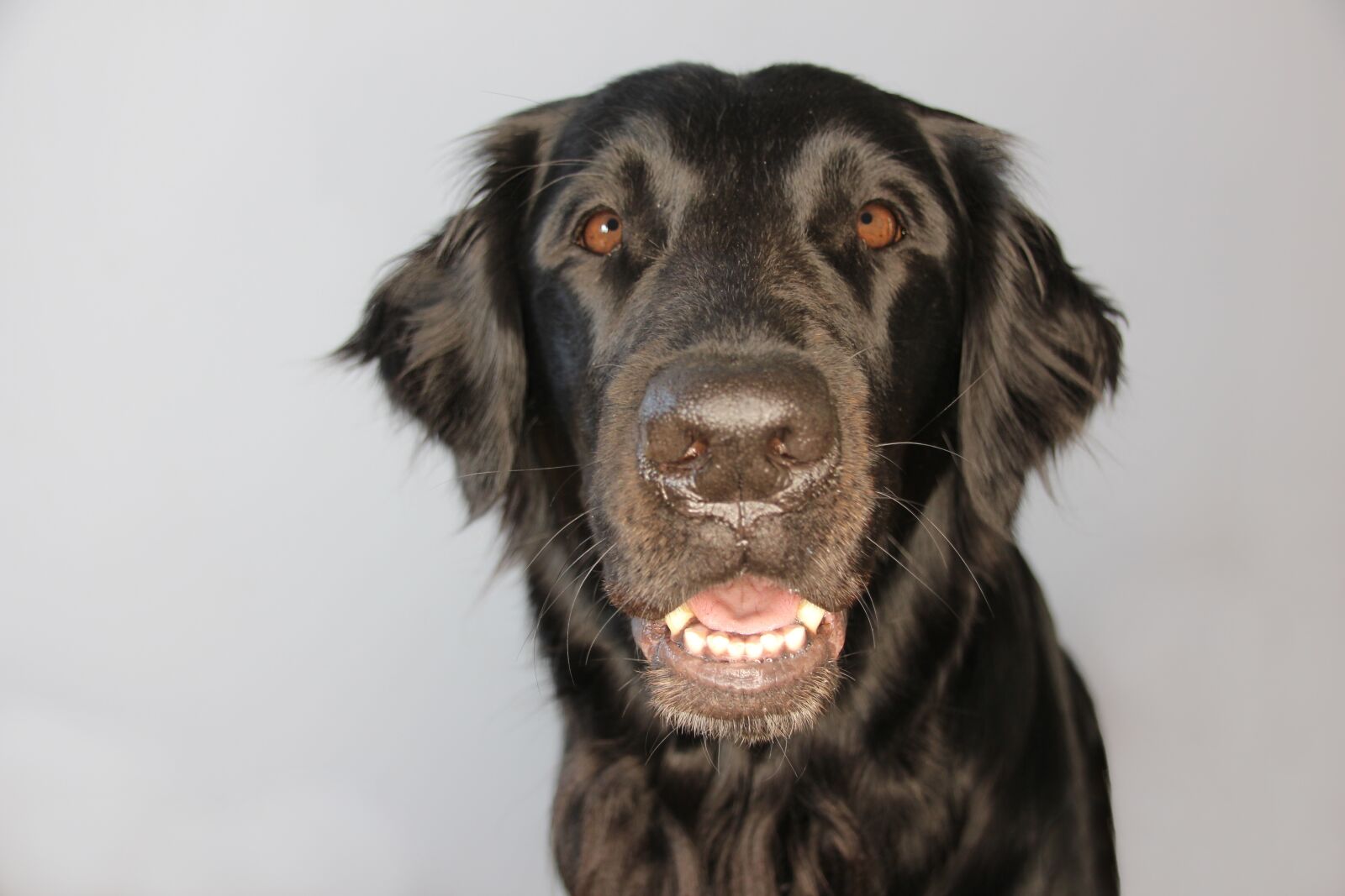 Canon EOS 650D (EOS Rebel T4i / EOS Kiss X6i) sample photo. Flat-coated retriever, dog, pet photography