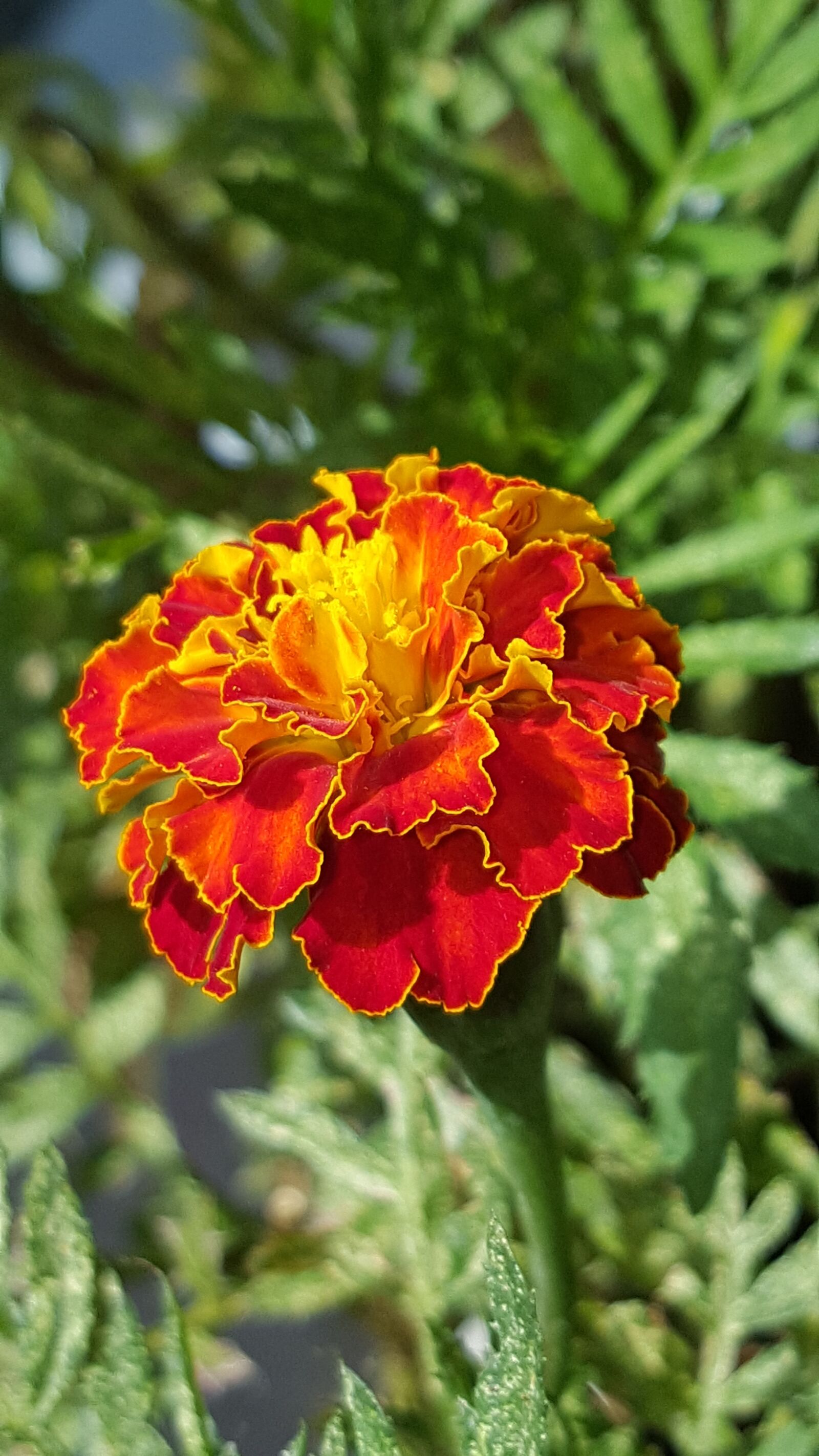Samsung Galaxy S6 sample photo. Marigold, flower, blossom photography