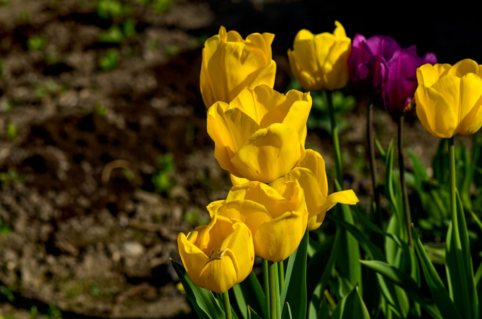 Nikon D7000 sample photo. Tulips, yellow, spring photography
