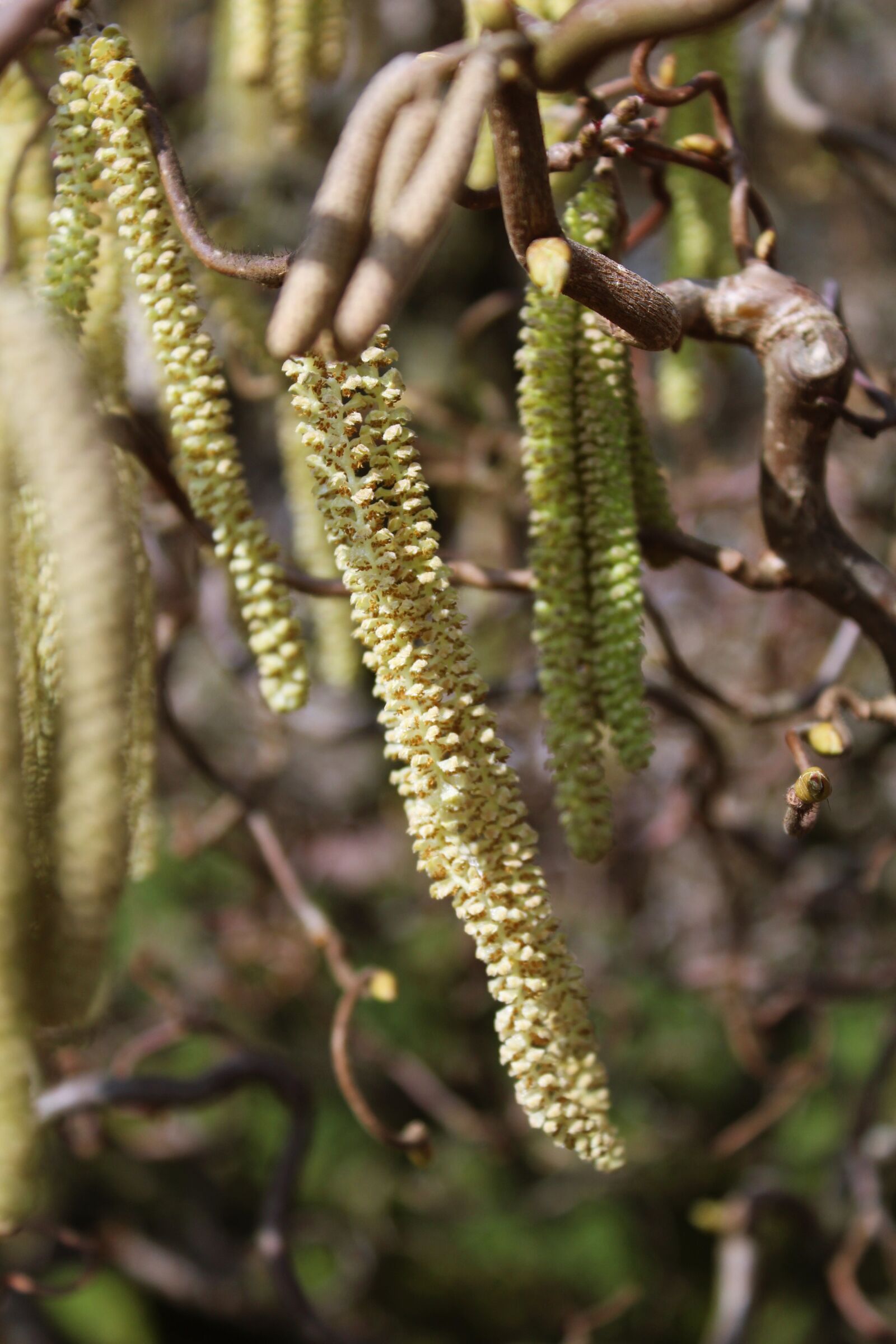 Canon EOS 1200D (EOS Rebel T5 / EOS Kiss X70 / EOS Hi) sample photo. Alder, plant, sausage photography