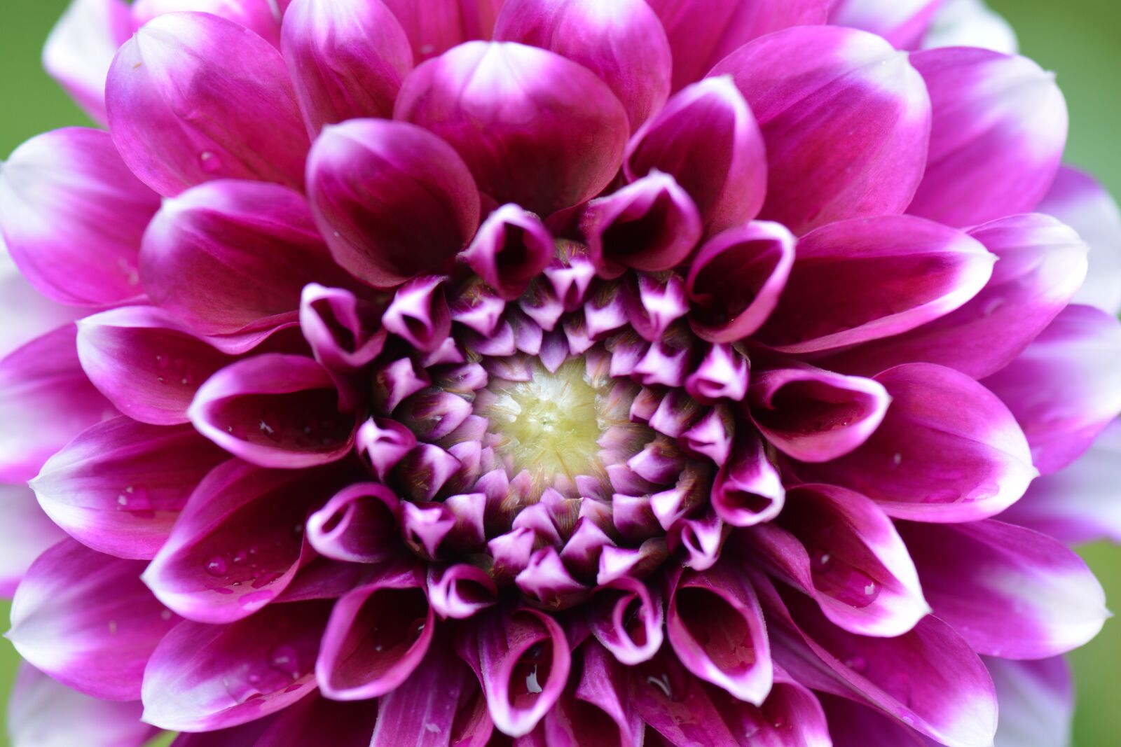 Nikon D5200 sample photo. Flower, nature, dahlia photography