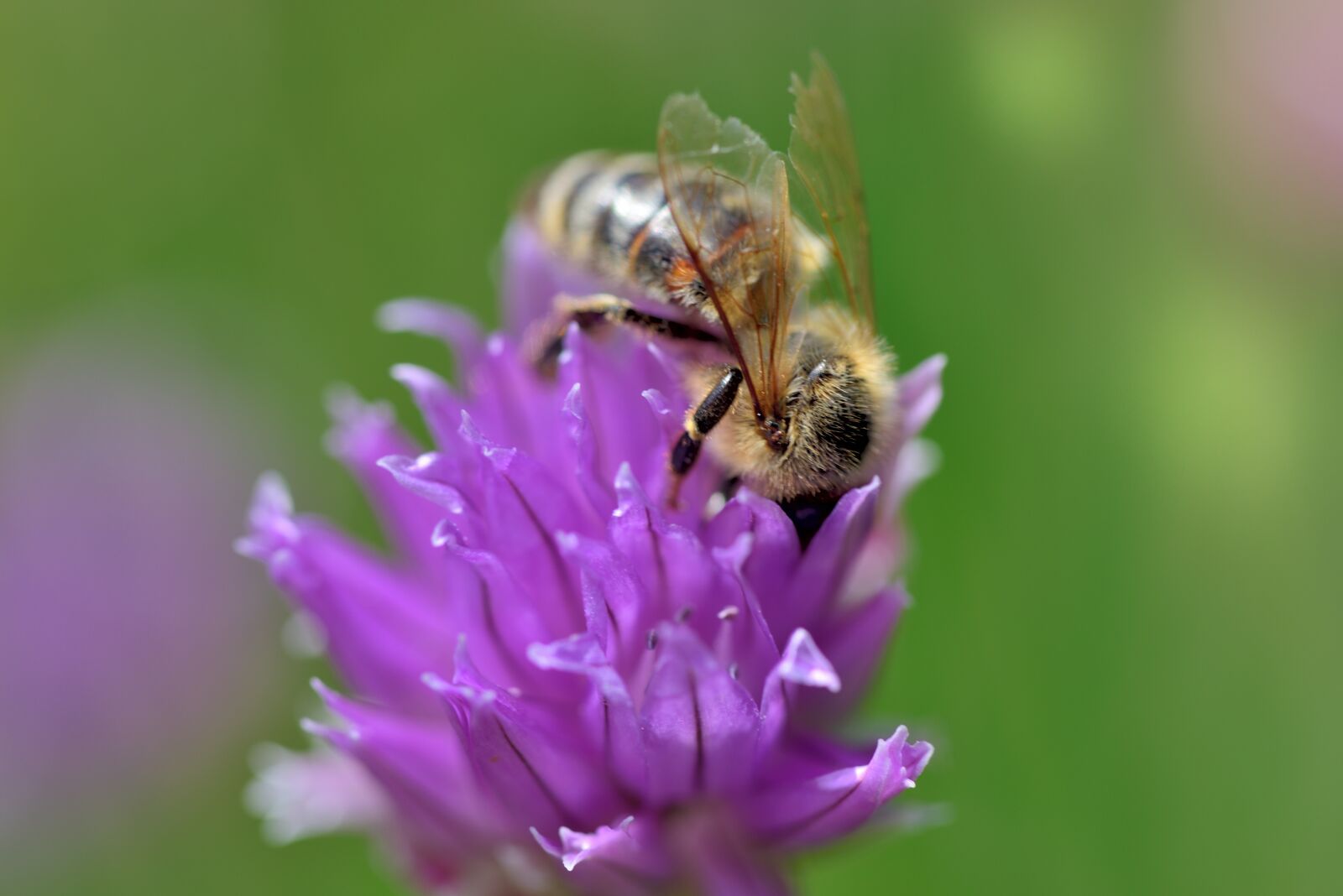 Nikon D750 sample photo. Bee, blossom, bloom photography