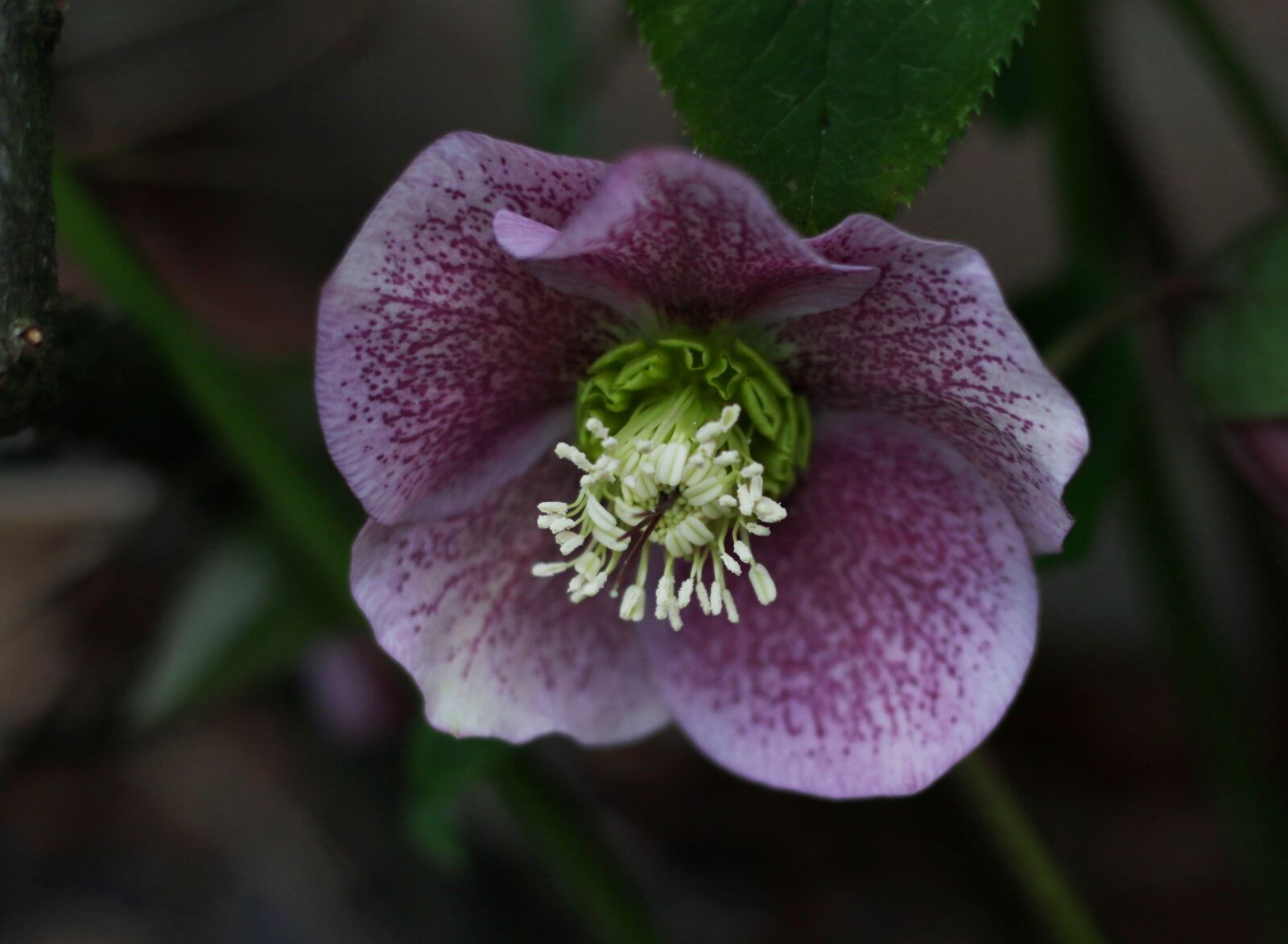 Canon EOS 7D Mark II sample photo. Helleborus orientalis, christmas rose photography