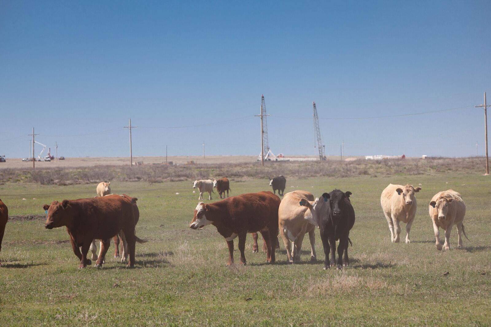 Canon EOS 5D Mark II sample photo. Cattle, pasture, cows photography