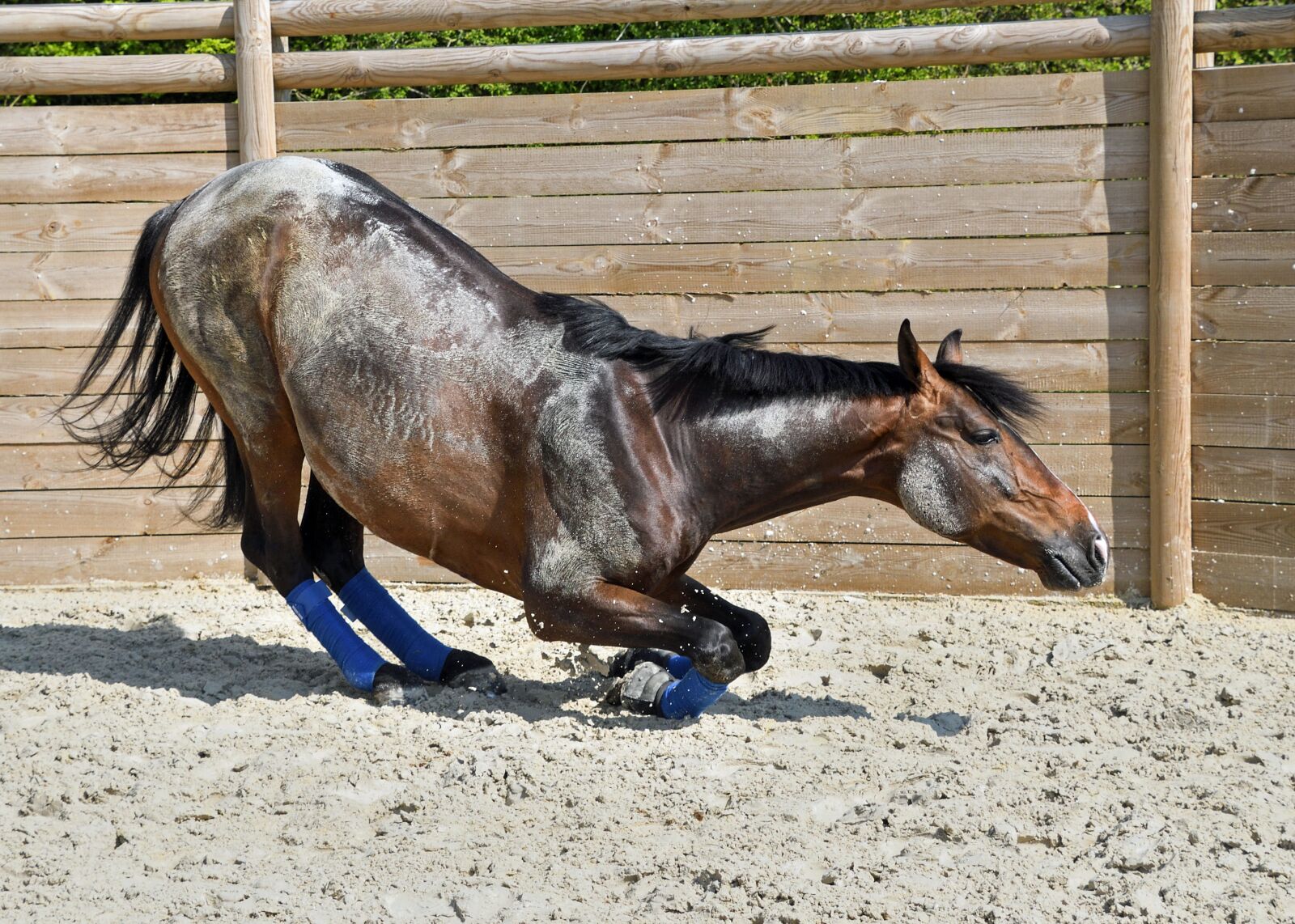 Nikon D500 sample photo. Horse, kneel, on your photography