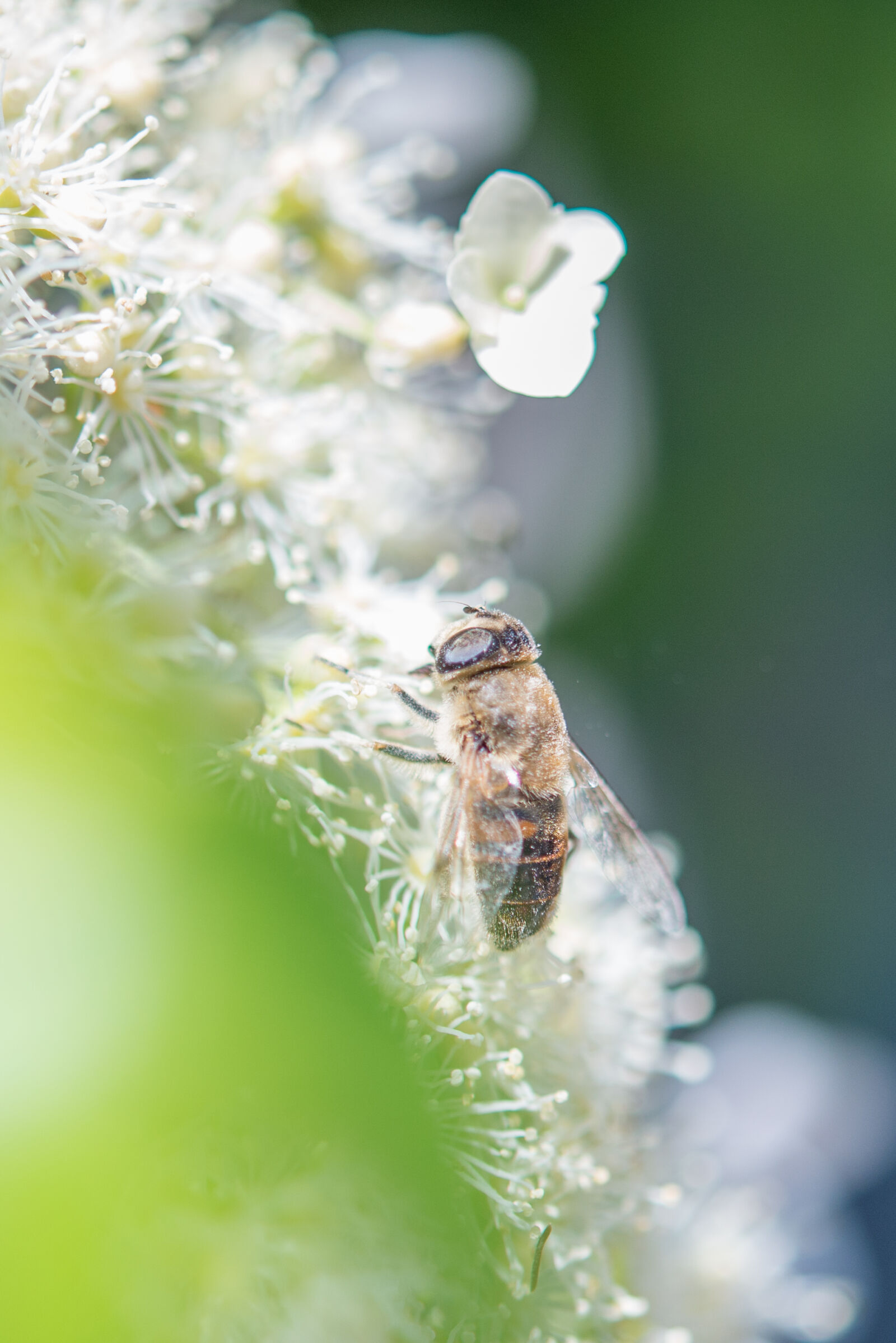 Nikon D600 sample photo. Bee, bees, fauna, flora photography