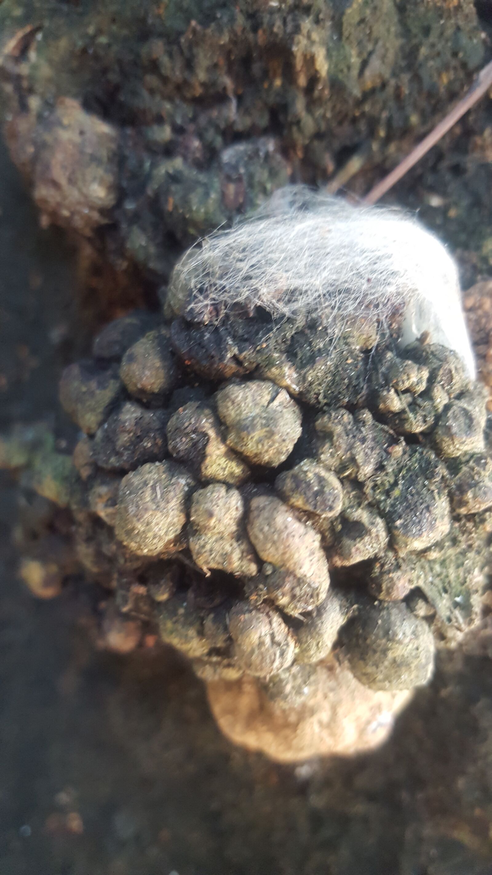 Samsung Galaxy S6 sample photo. Wedding hair, trees, natural photography