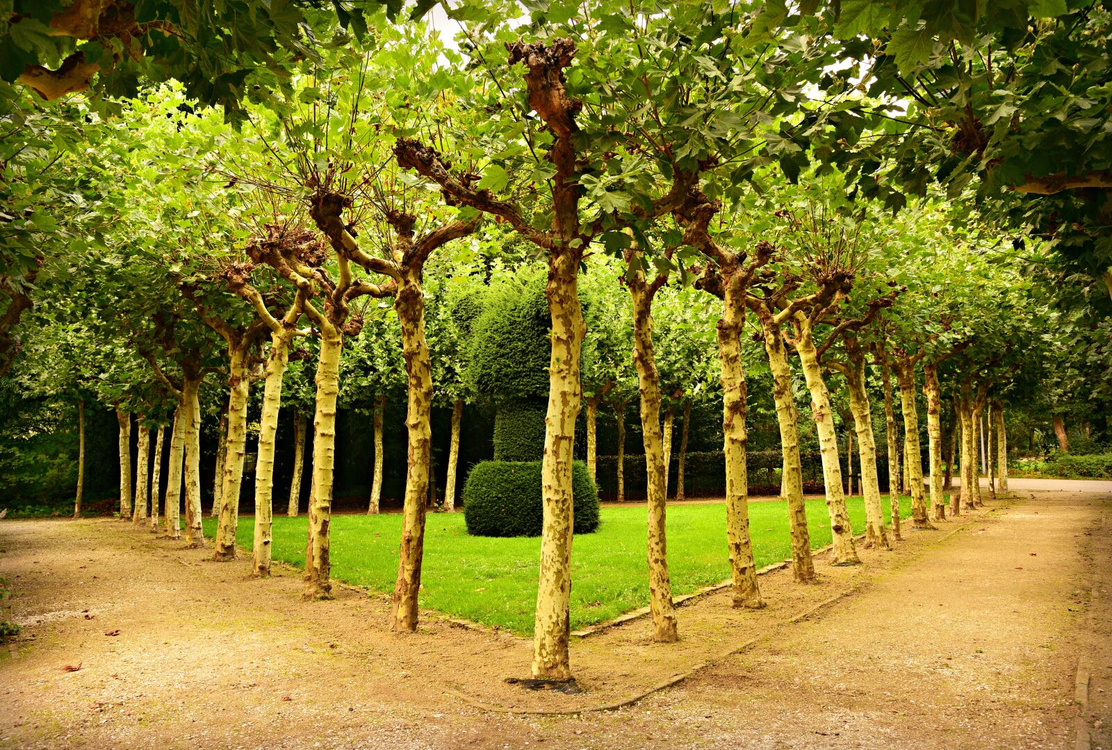 Nikon D750 sample photo. Pollard, willow, row of photography