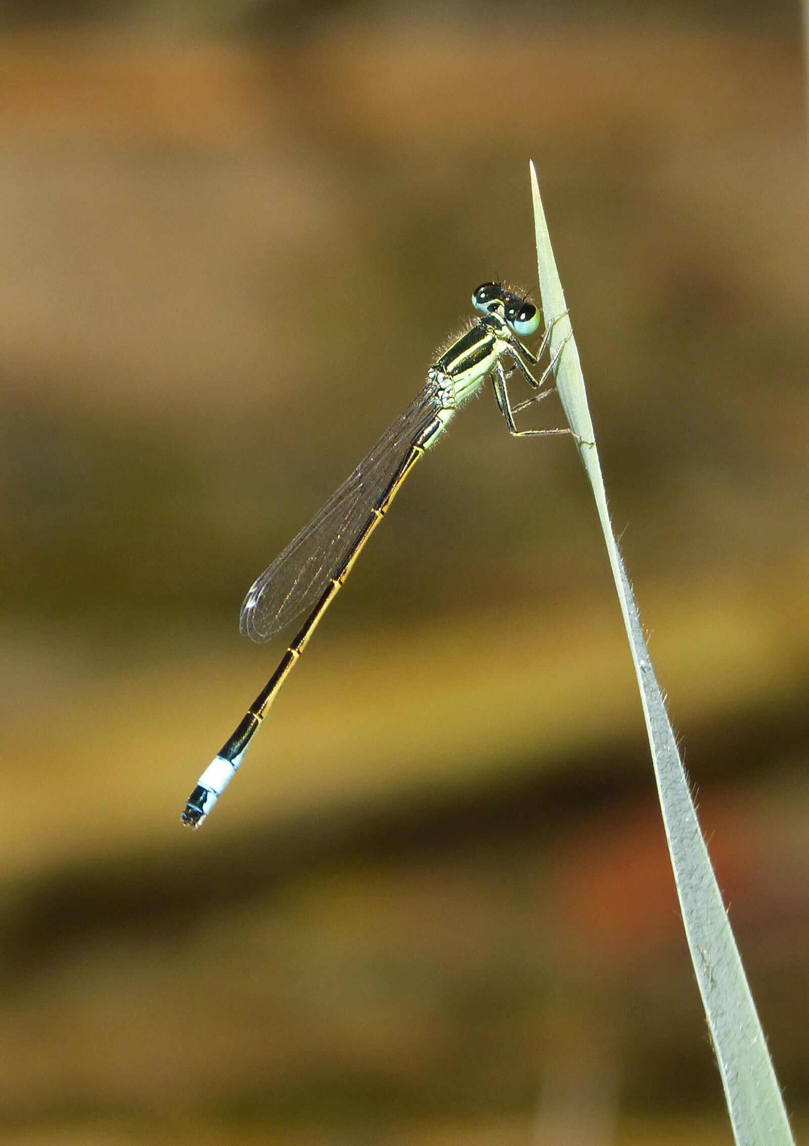 Panasonic DMC-FZ62 sample photo. Dragonfly, damselfly, leaf photography
