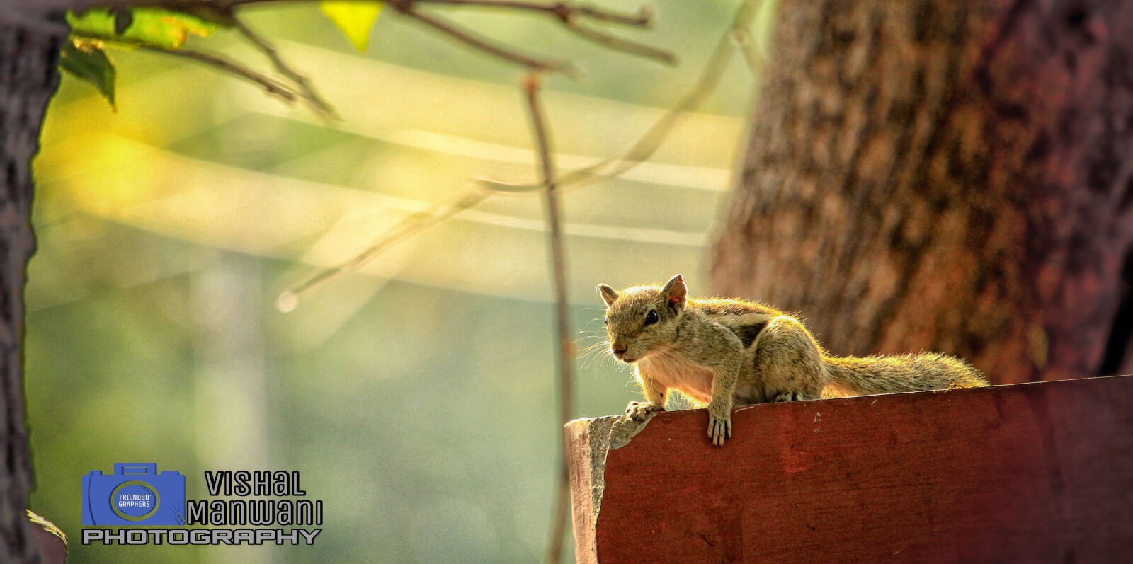 Canon EF-S 55-250mm F4-5.6 IS STM sample photo. Squirrel, wildlife, photography photography
