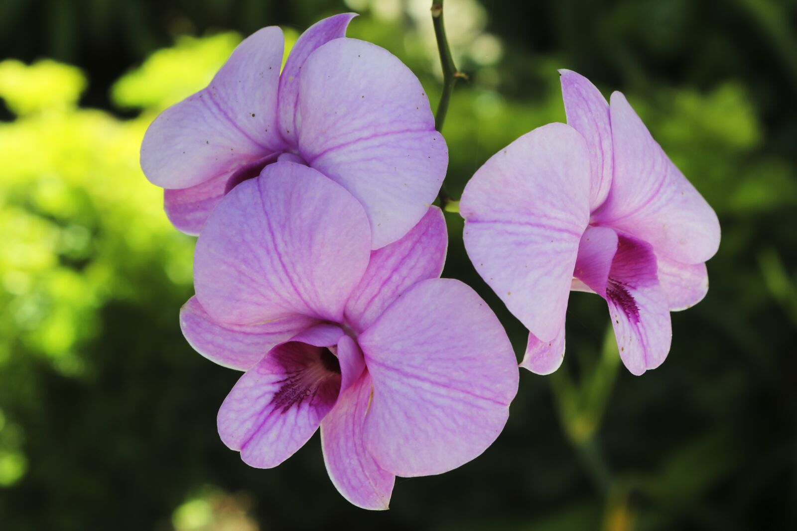 Canon EOS 600D (Rebel EOS T3i / EOS Kiss X5) sample photo. Flower, nature, plant photography