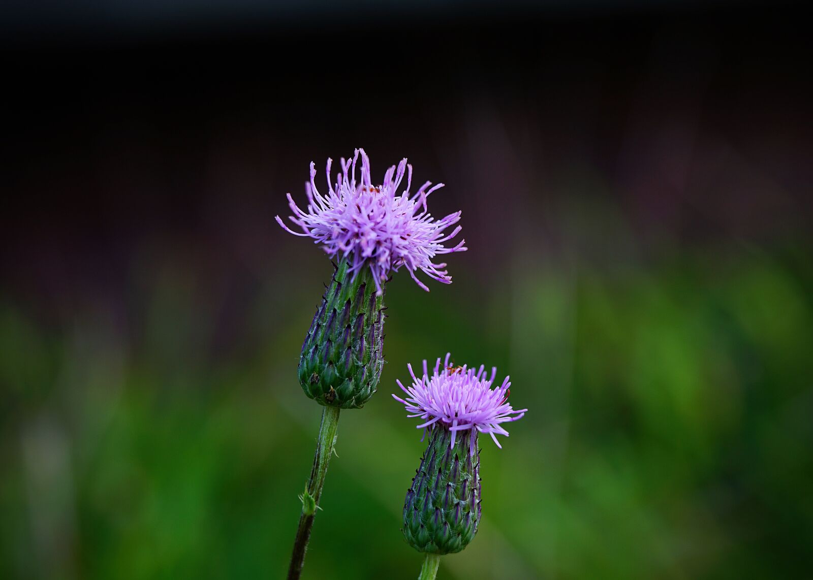 Sony FE 28-70mm F3.5-5.6 OSS sample photo. Thistle, flower, purple flowers photography