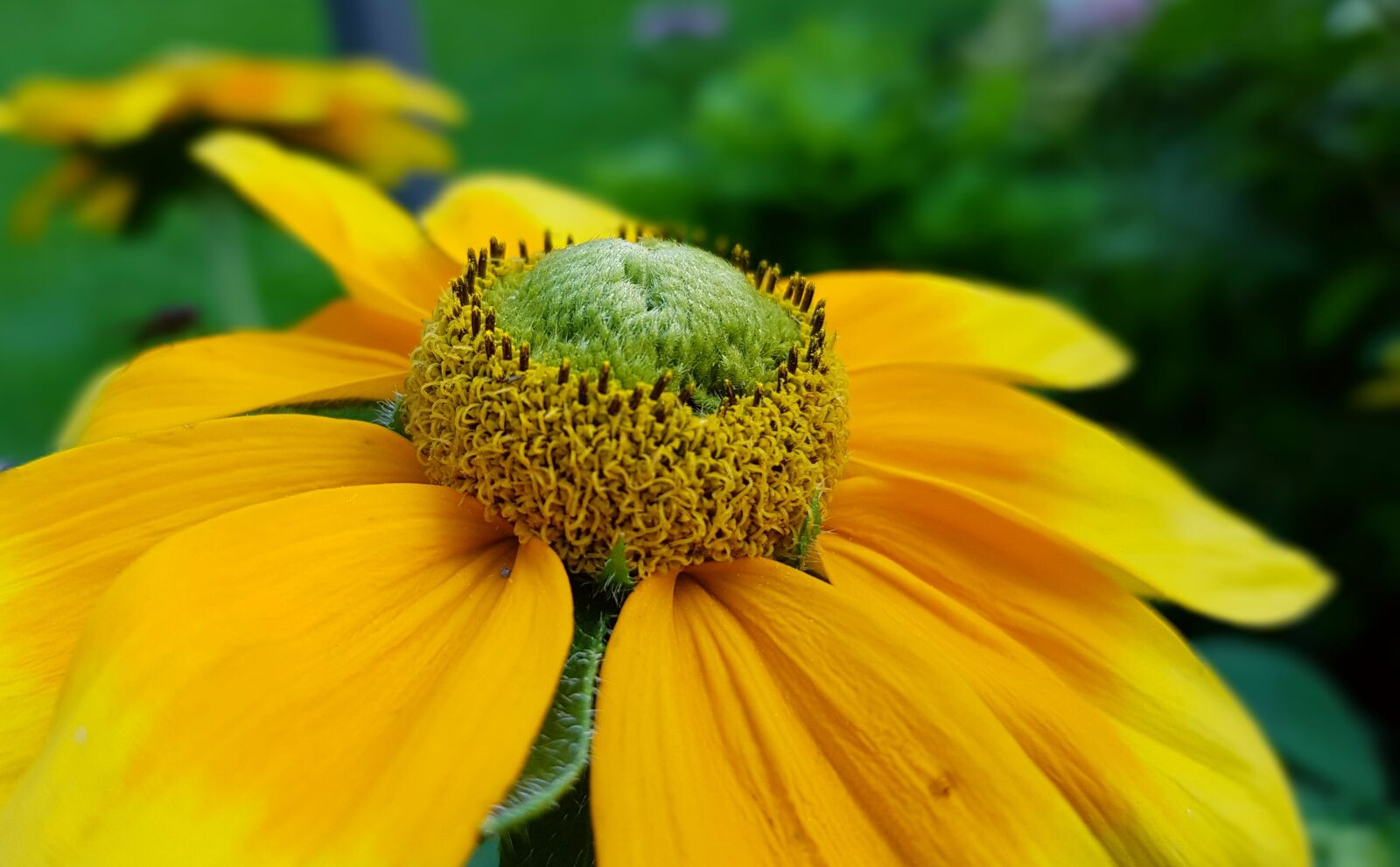 Samsung Galaxy S7 sample photo. Blossom, bloom, flower photography