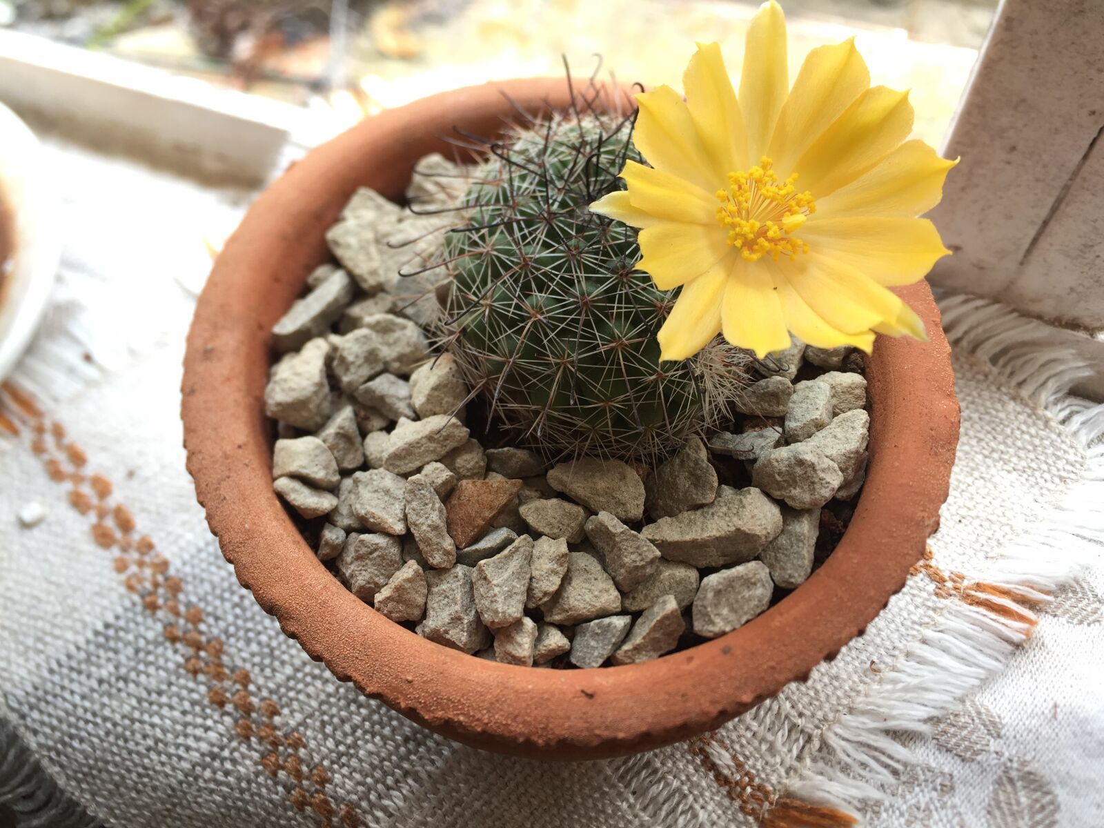 iPhone 6 back camera 4.15mm f/2.2 sample photo. Cactus, flower, window photography
