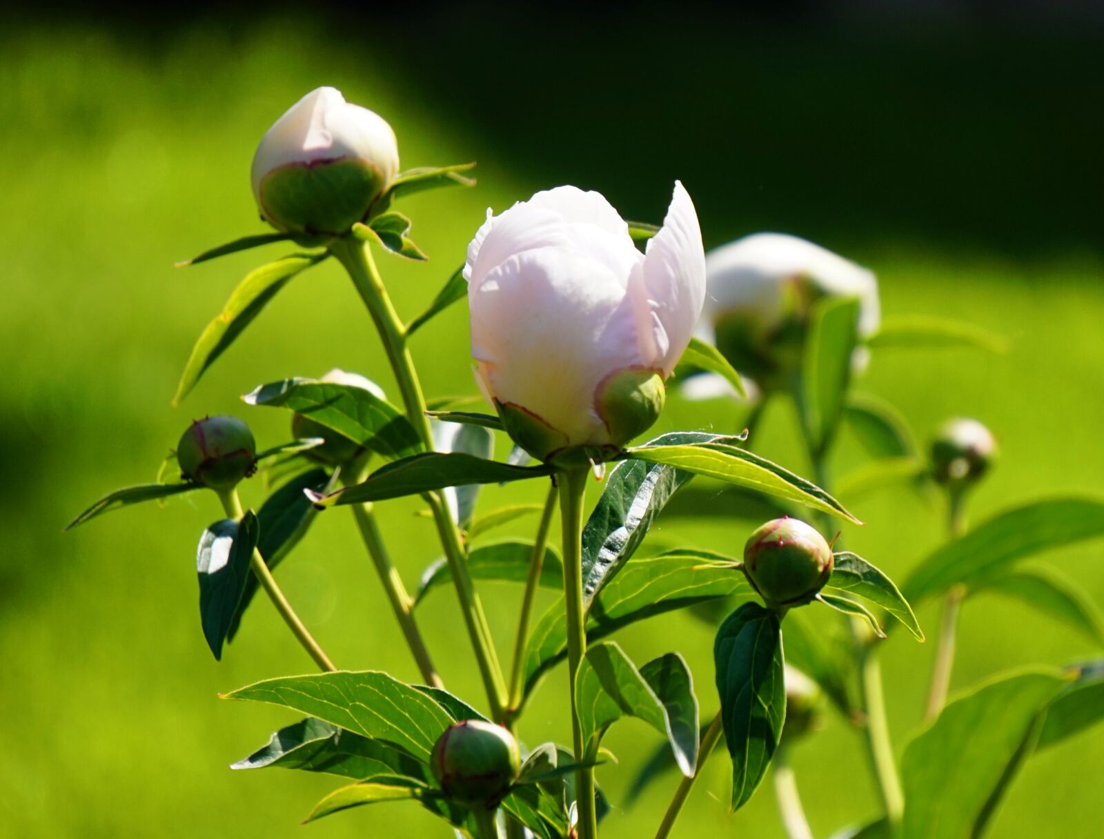 Sony Alpha a5000 (ILCE 5000) + Sony E 55-210mm F4.5-6.3 OSS sample photo. Peony, flower, blossom photography