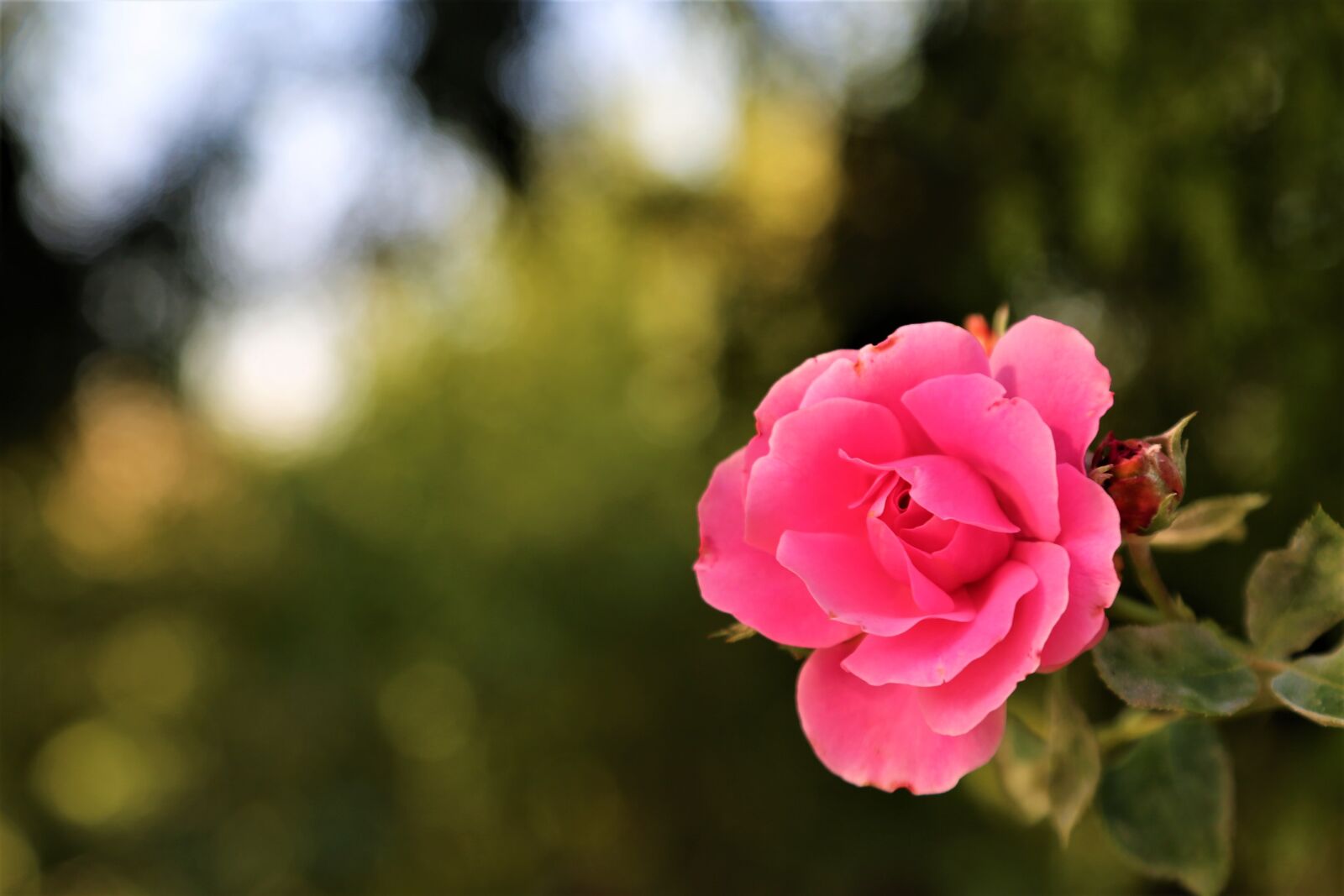 Canon EOS 5D Mark III sample photo. Rose, nature, spring photography