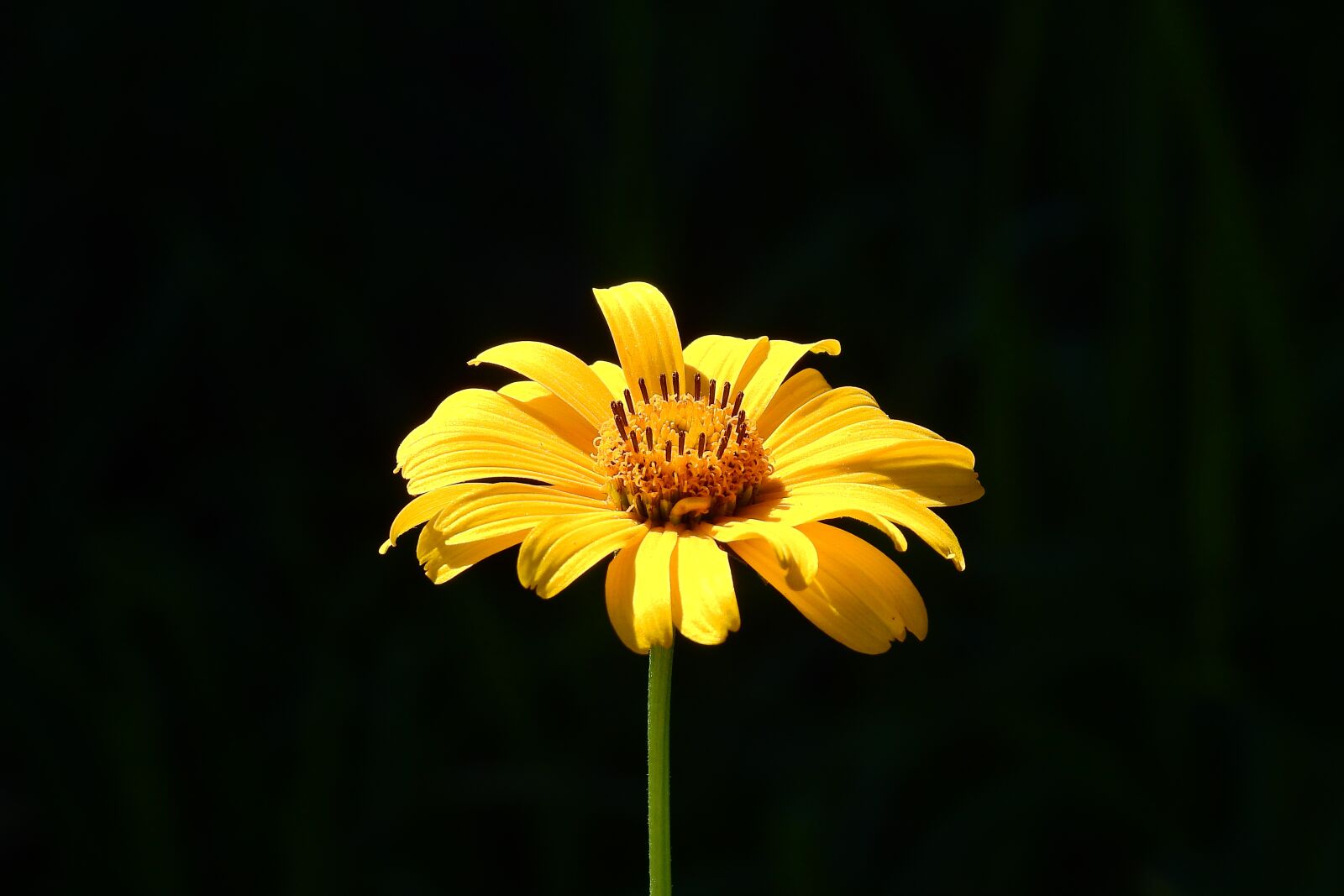 Nikon Coolpix P900 sample photo. Flower, yellow, nature photography