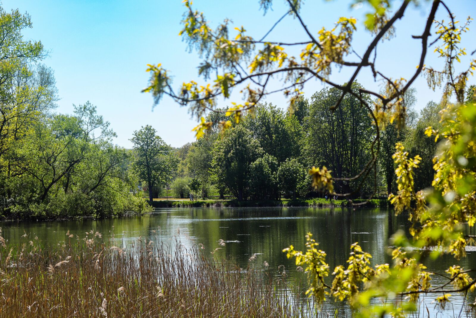 Canon EOS M50 (EOS Kiss M) sample photo. Reeds pond, pond, nature photography