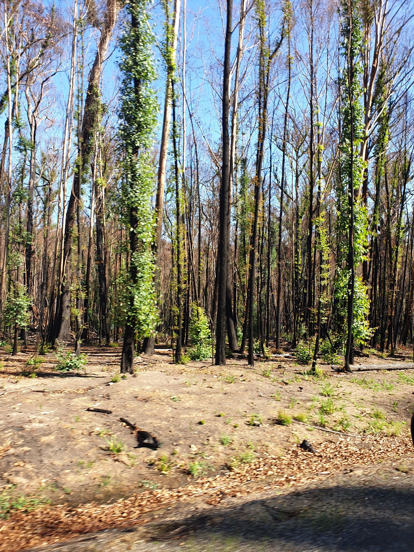 Samsung Galaxy S9+ sample photo. Bushfire, burnt trees, regrowth photography