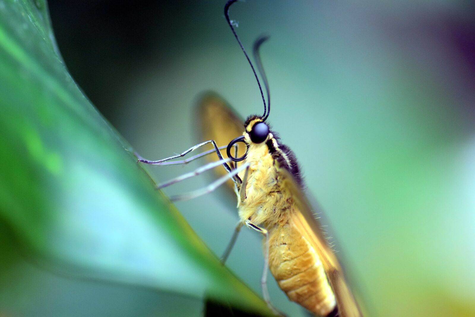 Nikon D3300 sample photo. Insect, invertebrate, nature, arthropod photography