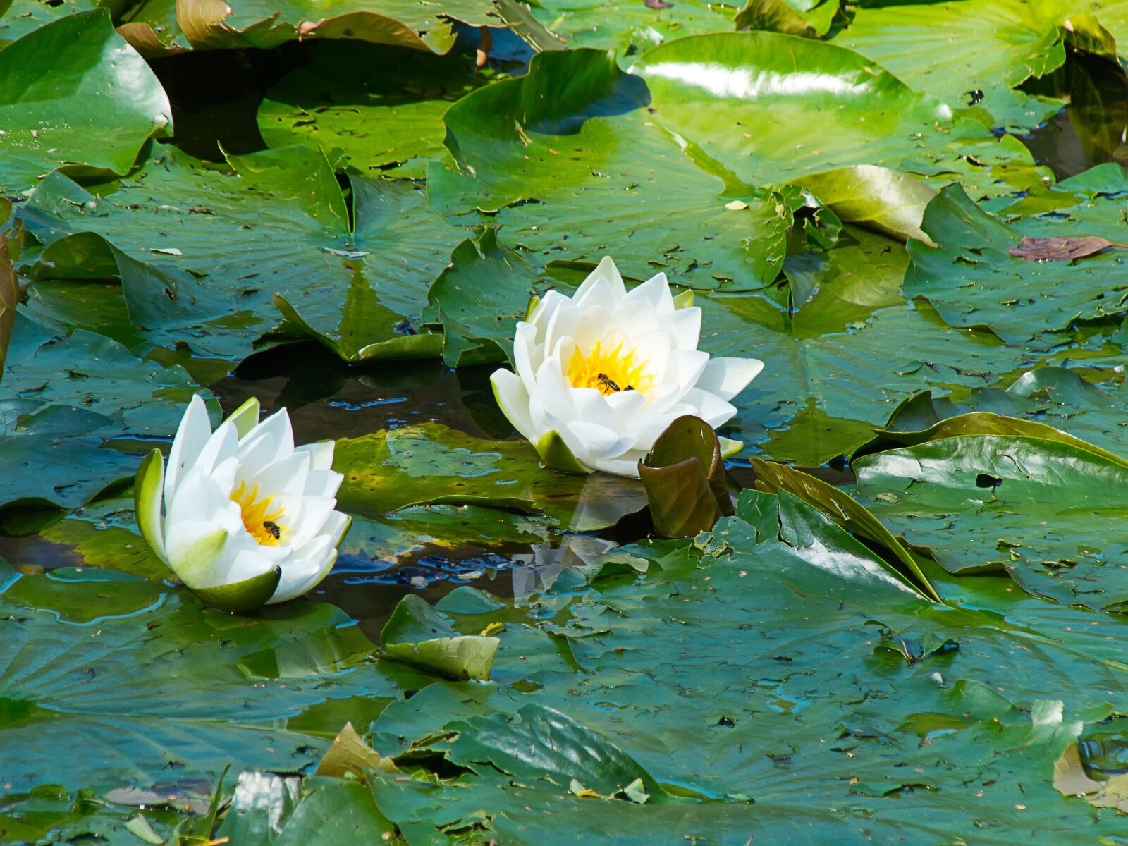 Panasonic Lumix DMC-FZ200 sample photo. Nuphar lutea, white, blossom photography