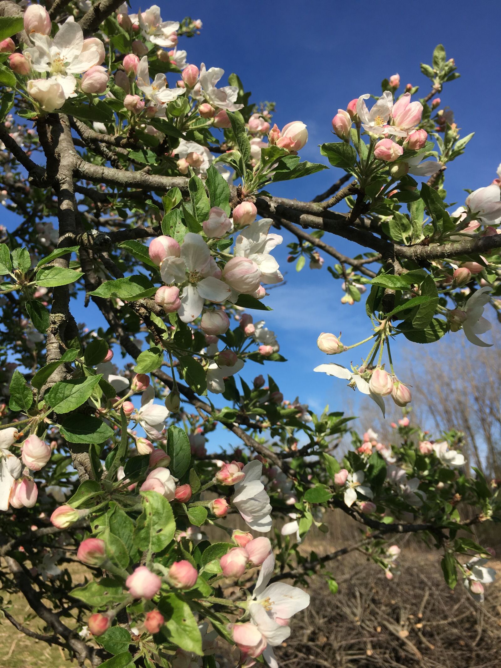 Apple iPhone 6s sample photo. Apple blossoms, apple trees photography
