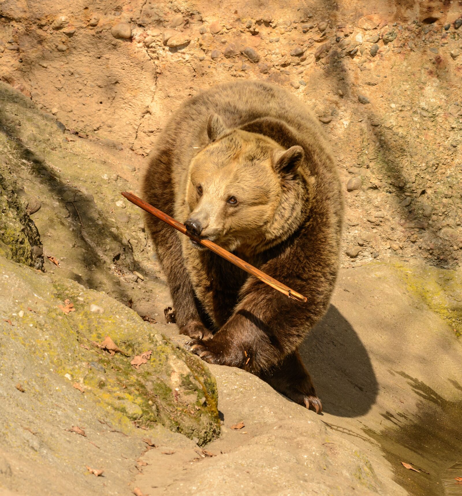 Nikon D800E sample photo. Bear, stick, game photography